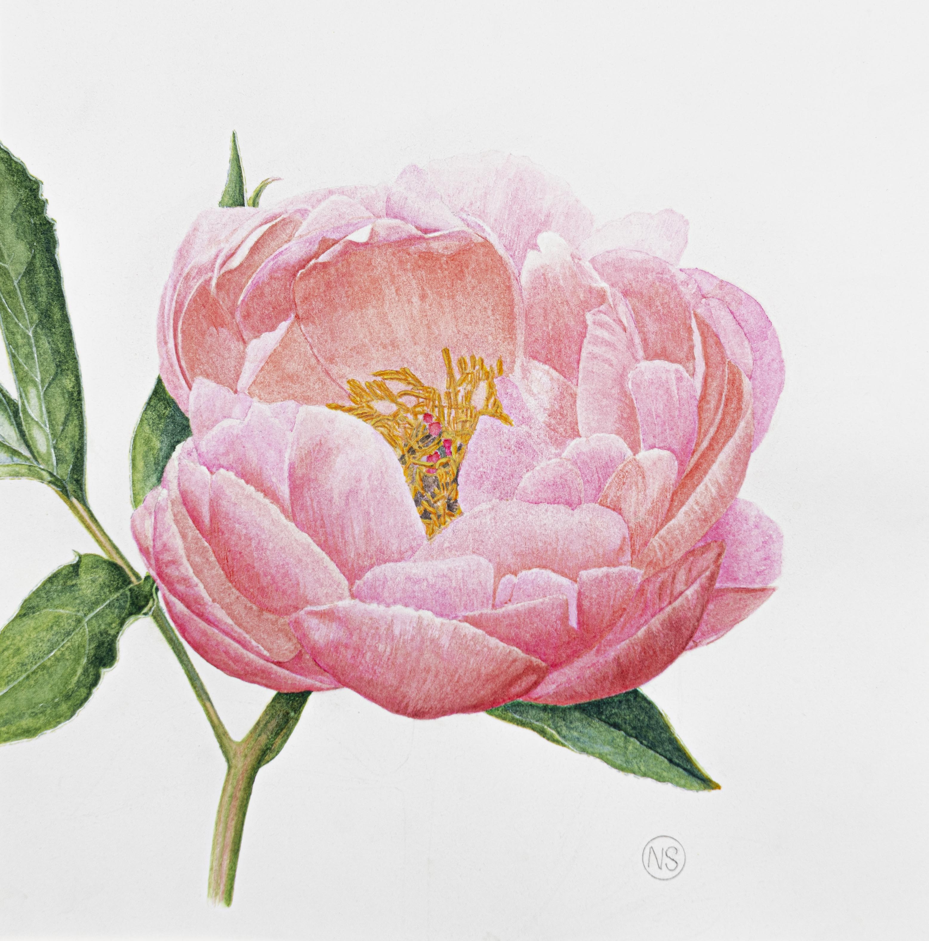 Paeonia 'Coral Charm'