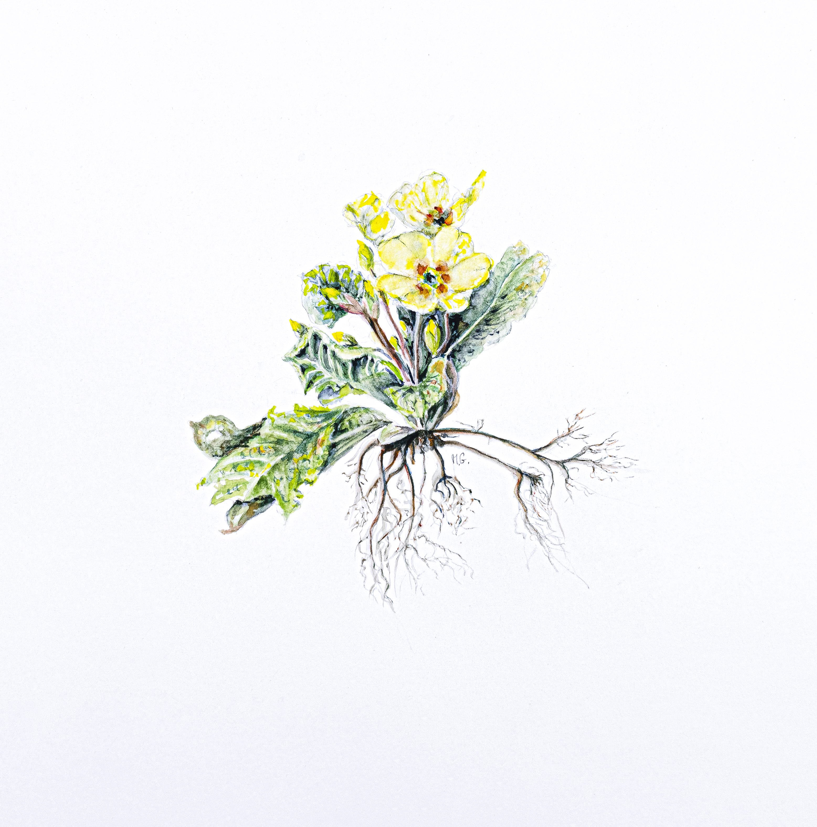 Primula vulgaris