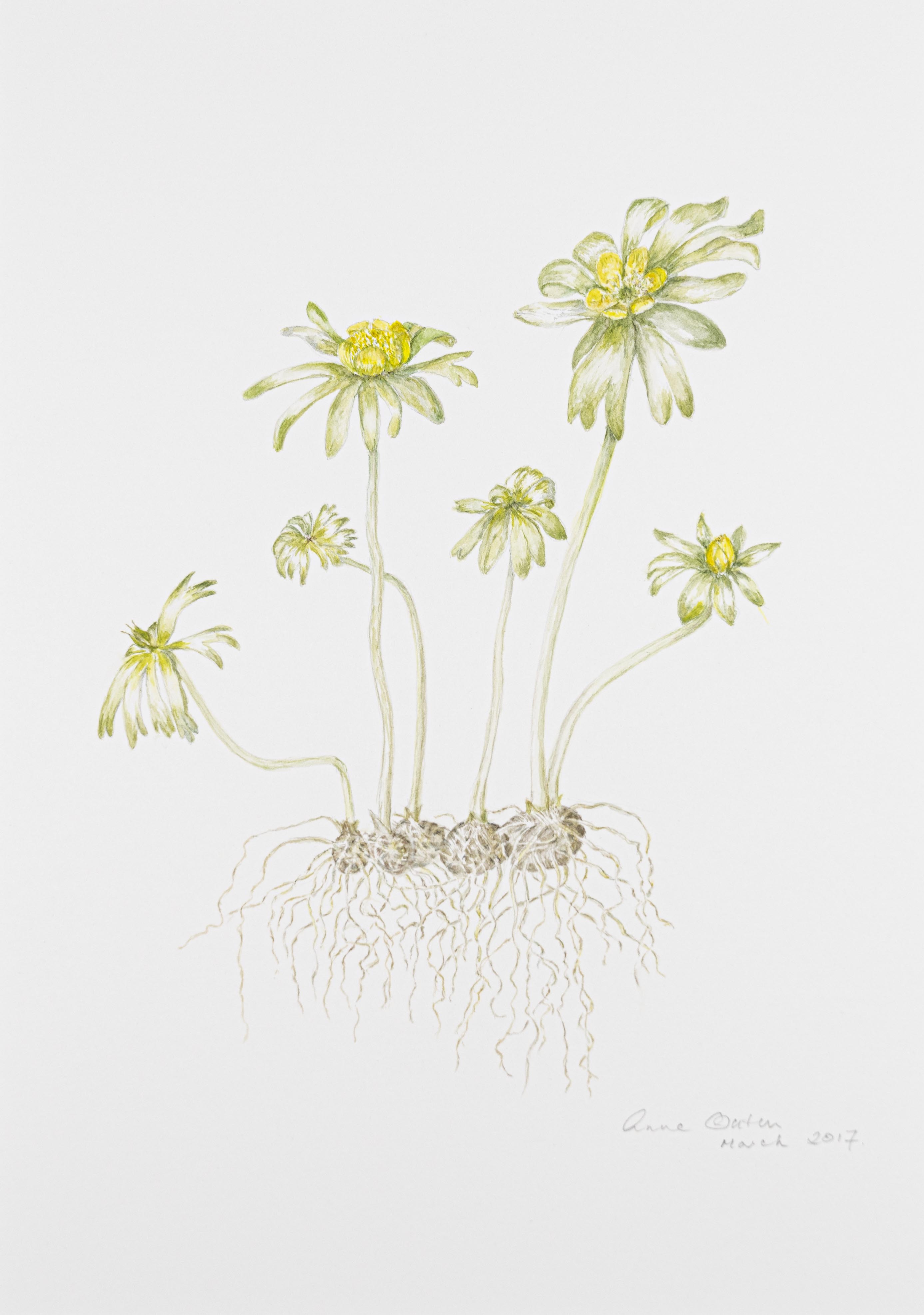 Eranthis hyemalis