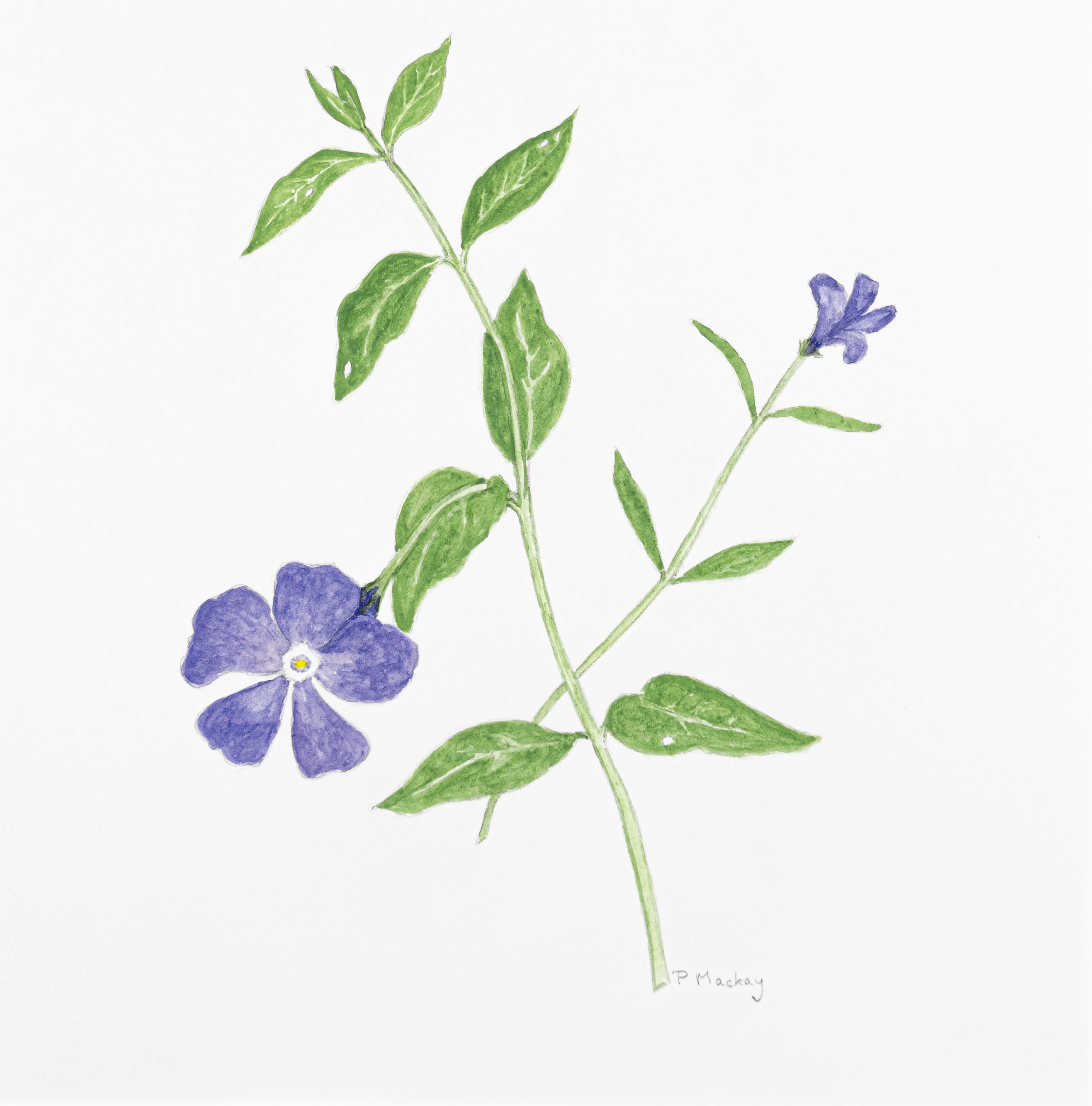 Vinca major