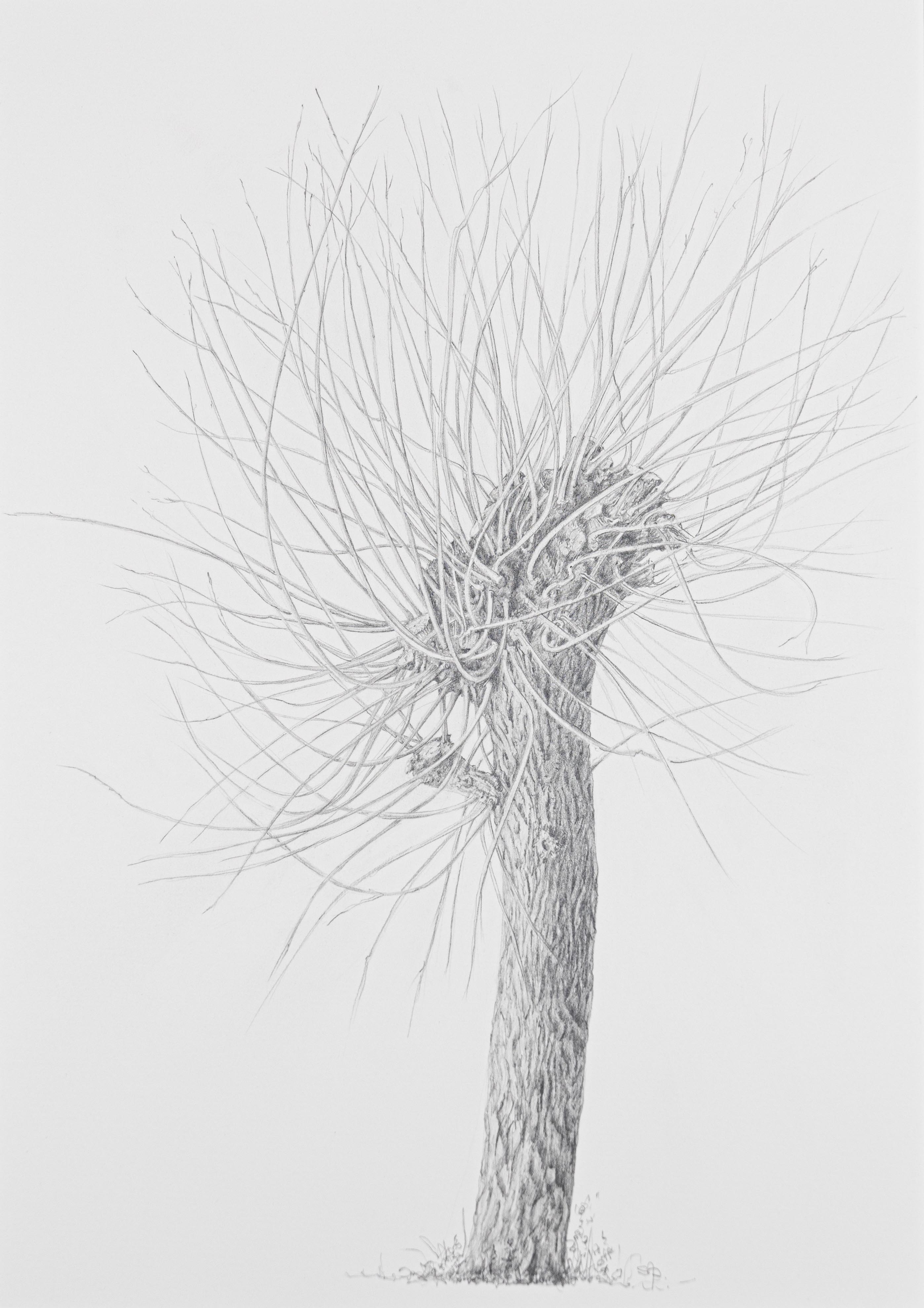 Salix alba