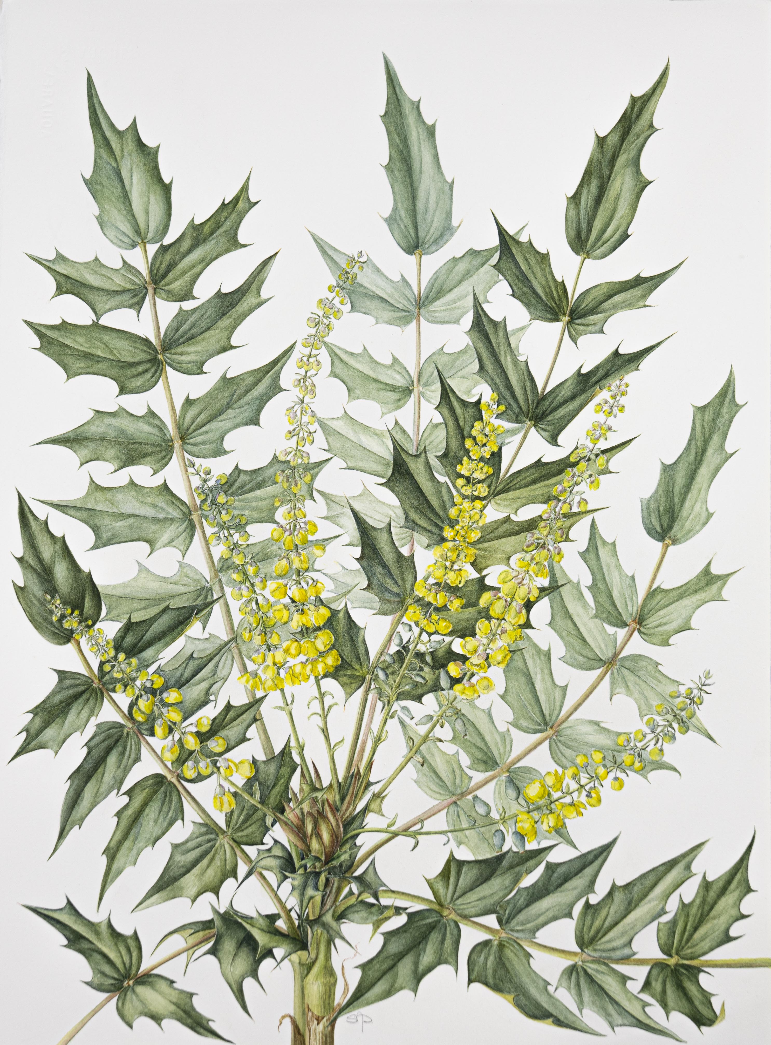 Mahonia