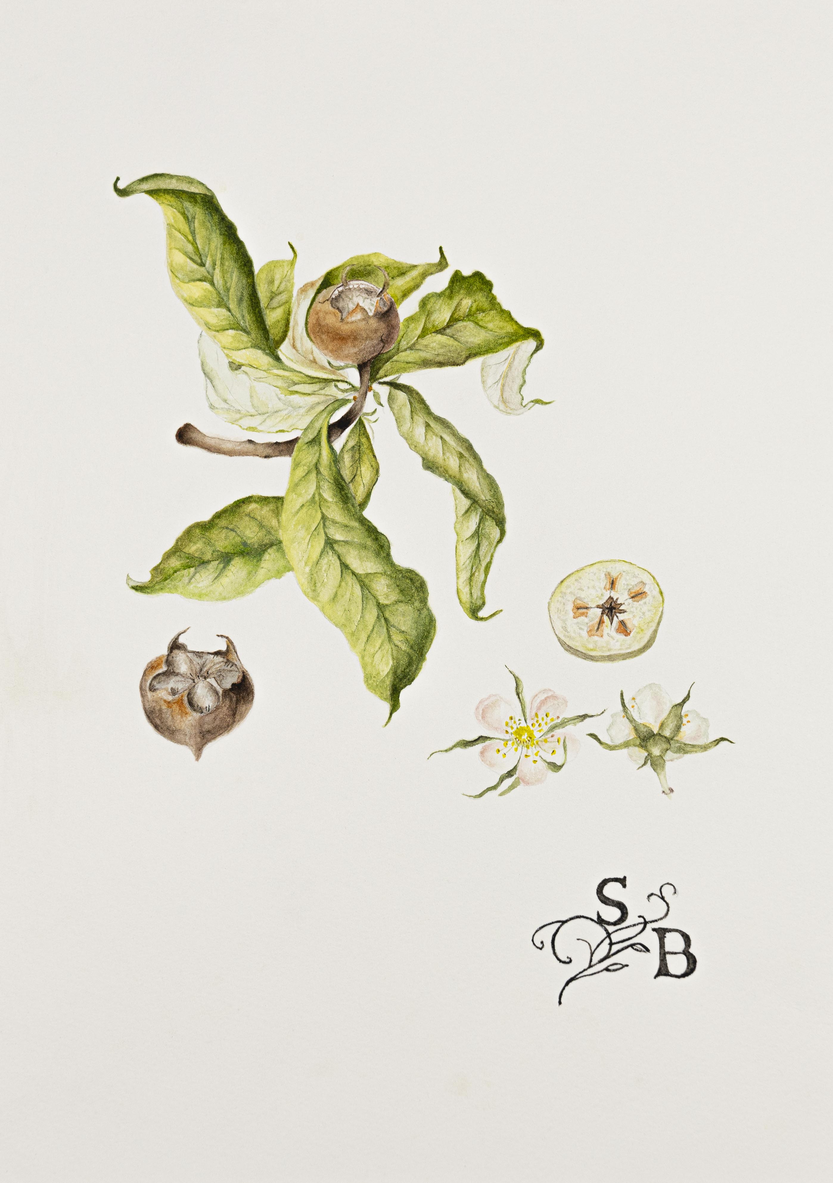 Mespilus germanica