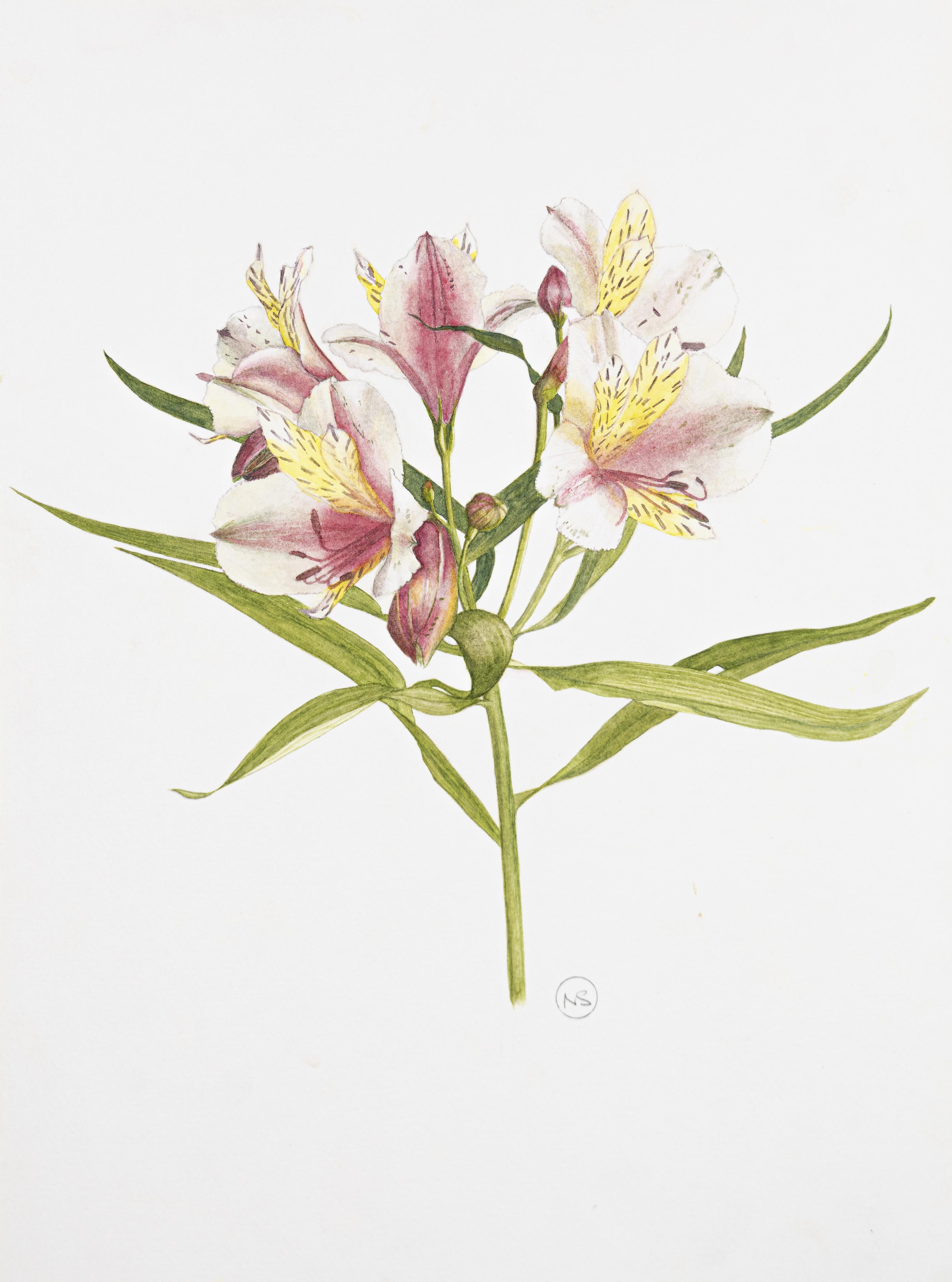 Alstroemeria 'Avanti'