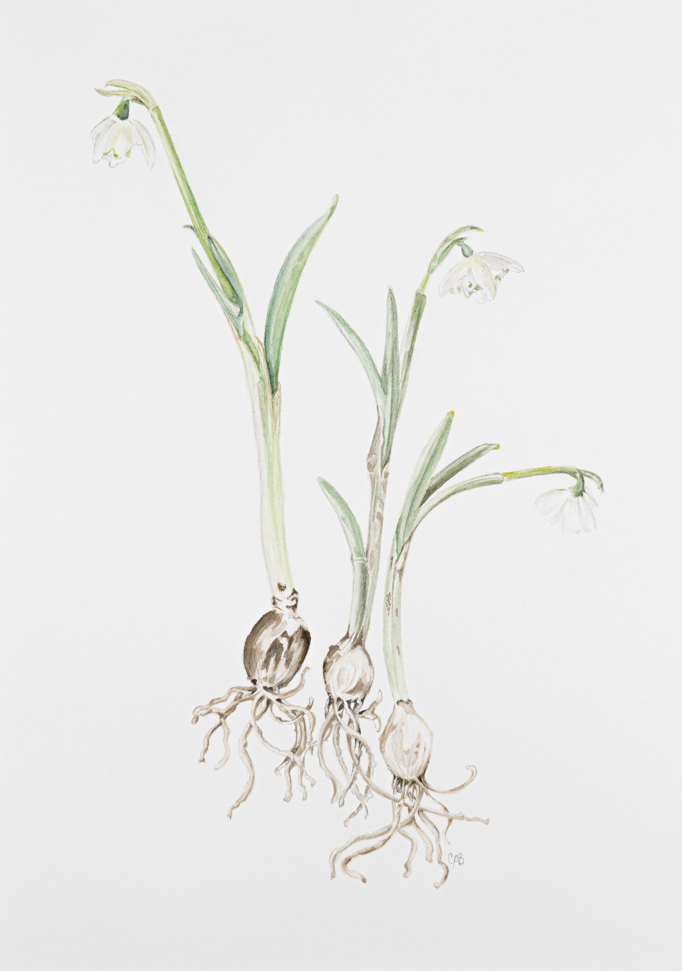 Galanthus