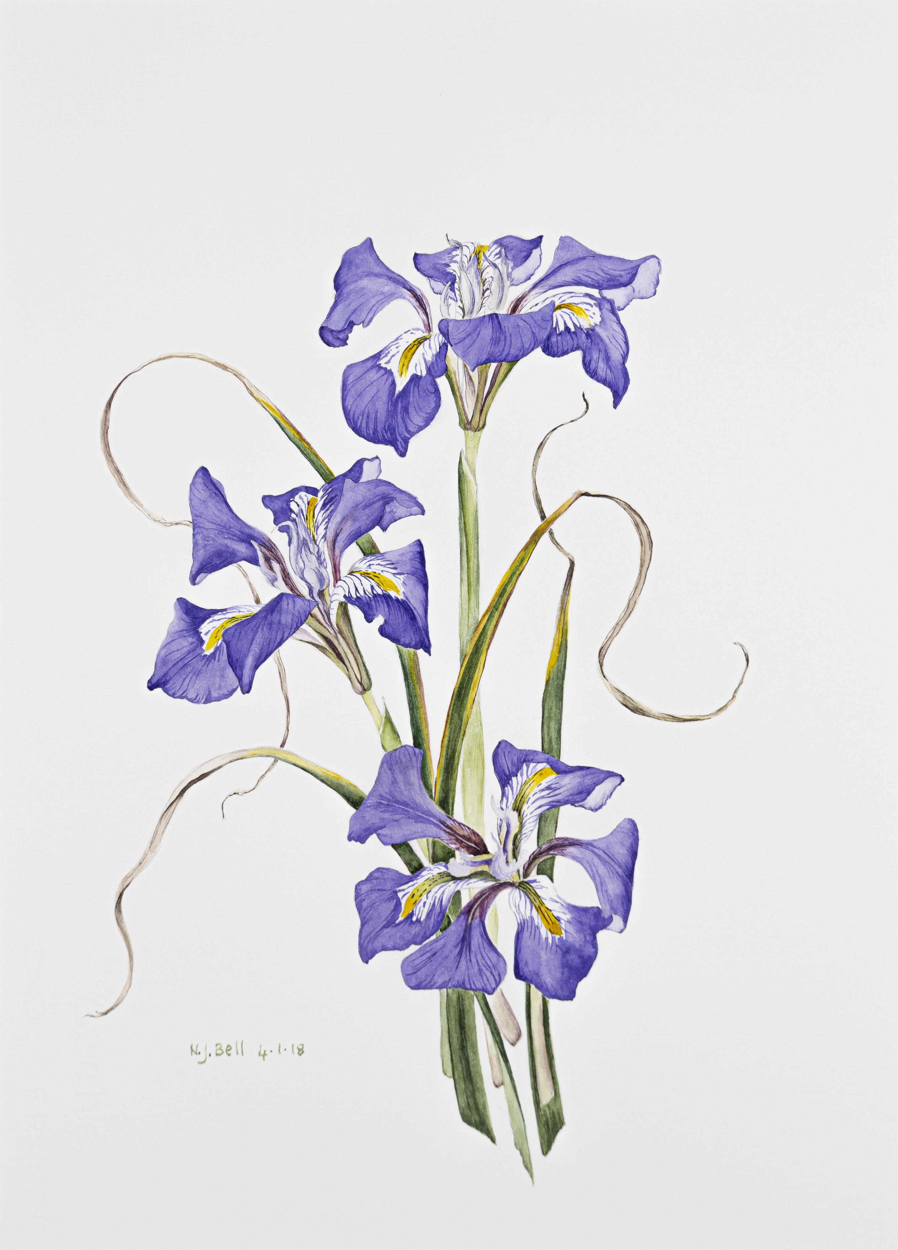 Iris unguicularis