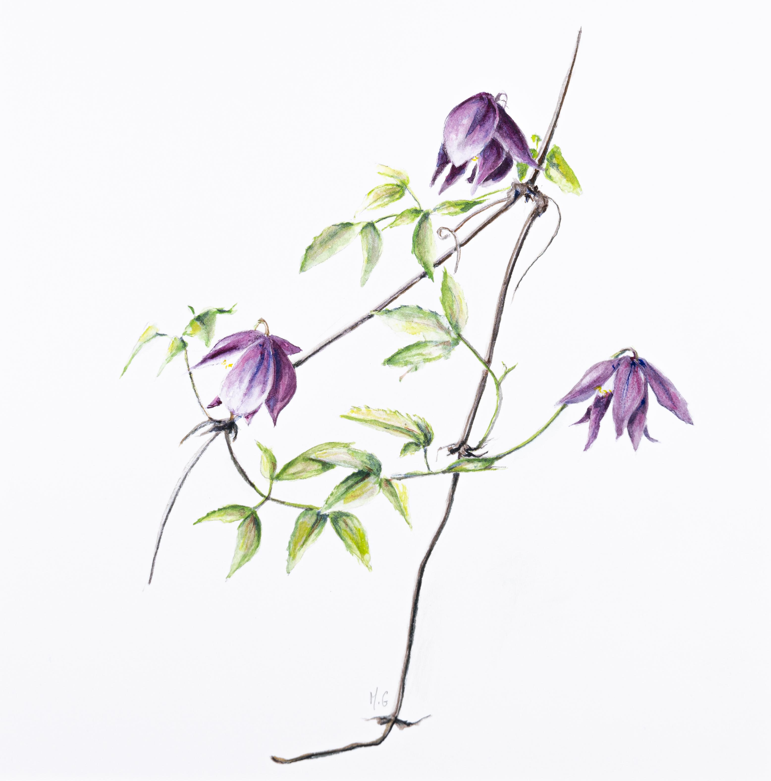 Clematis macropetala