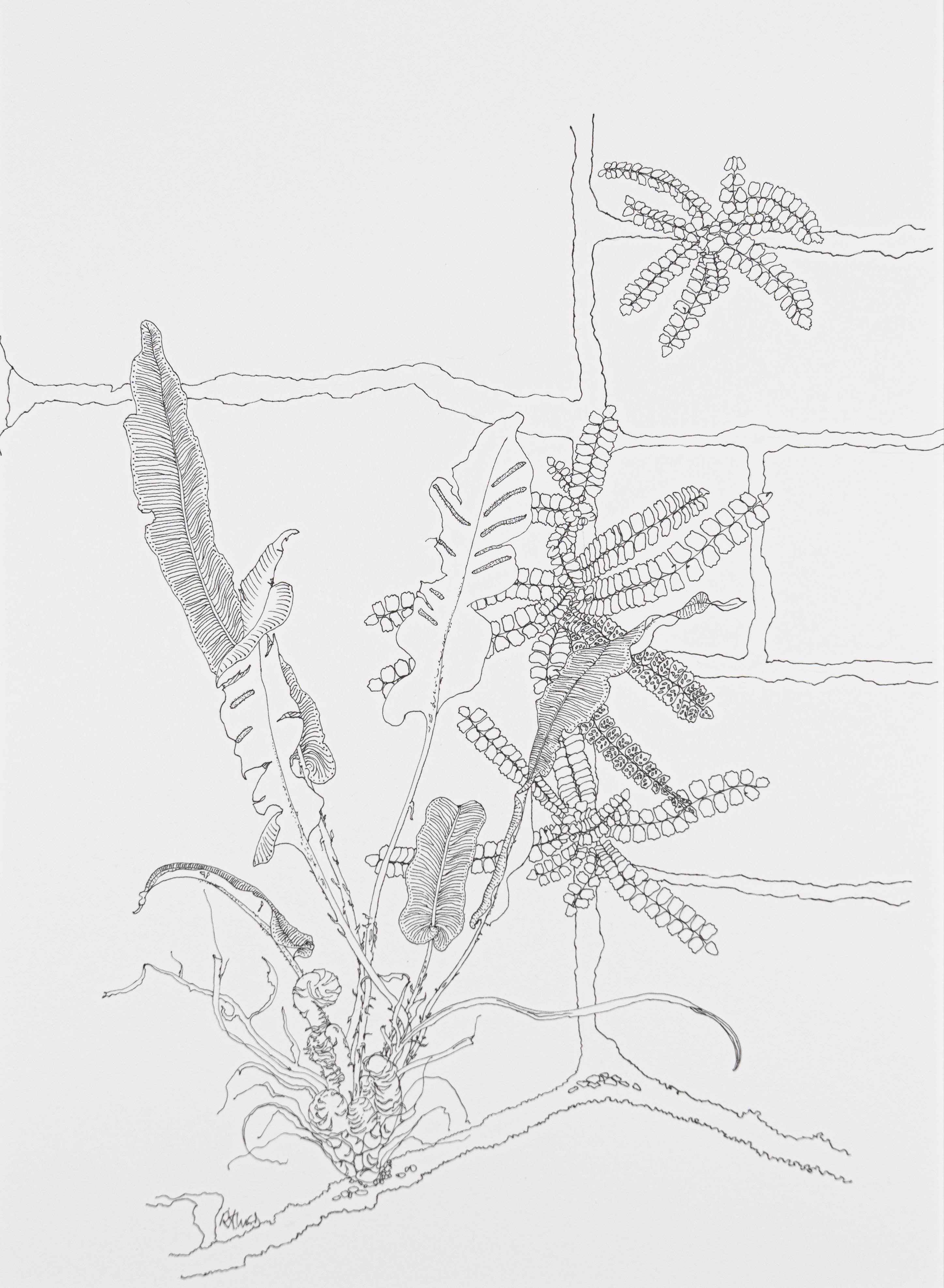 Asplenium tricomanese and Asplenium
