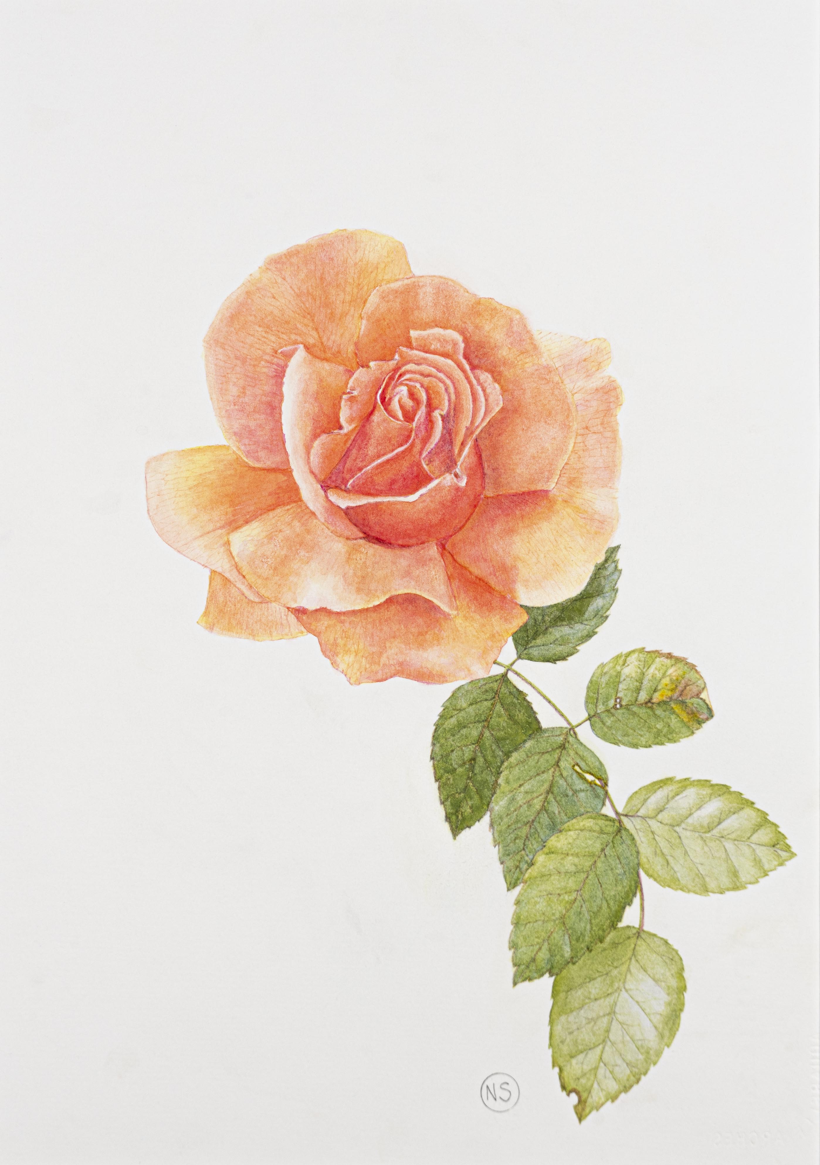 Rosa