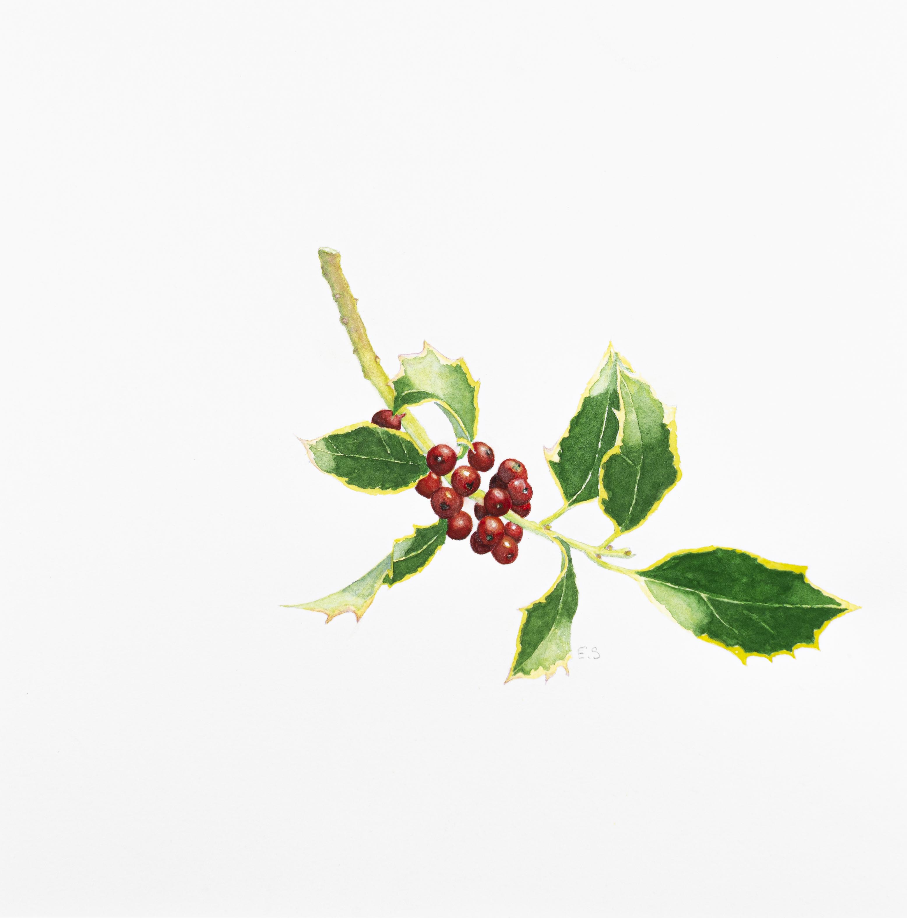 Ilex aquifolium