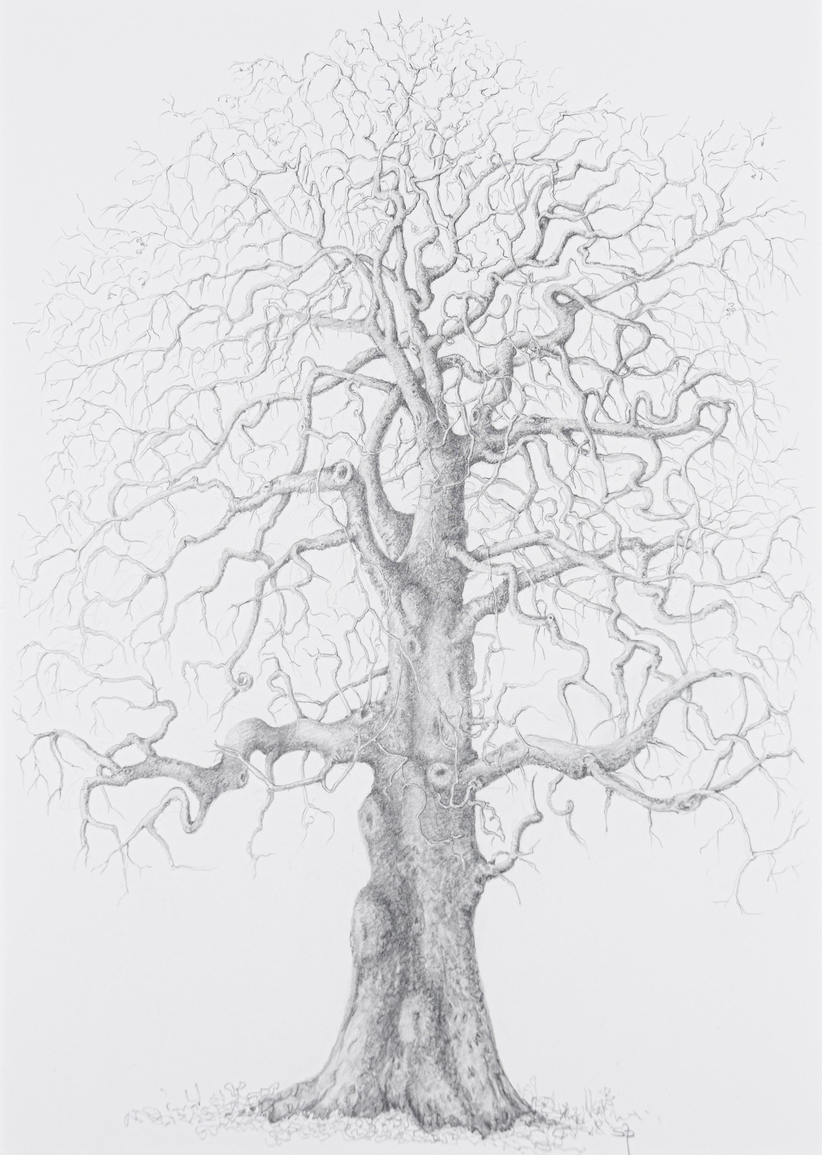 Platanus × acerfolia