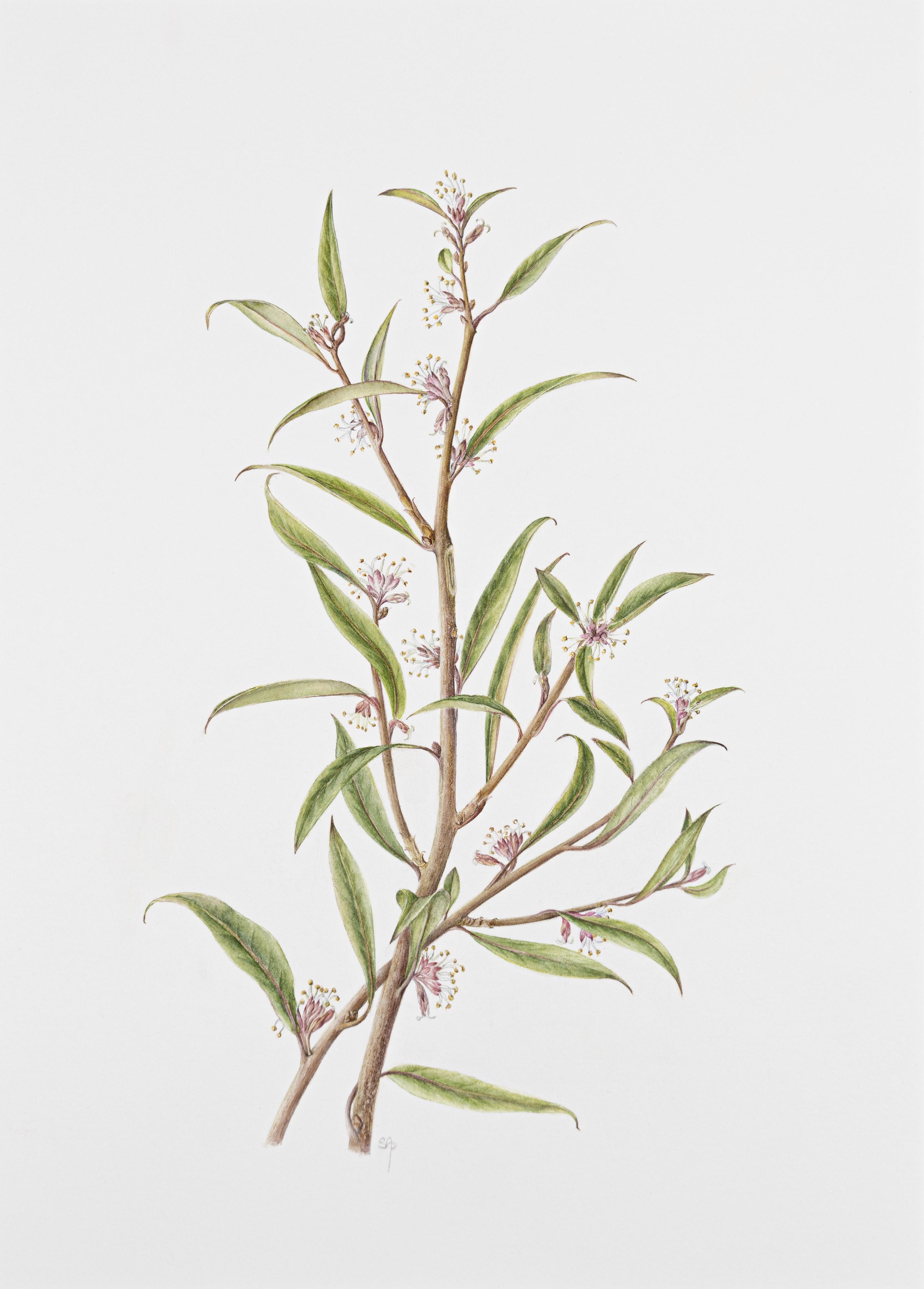 Sarcococca hookeriana