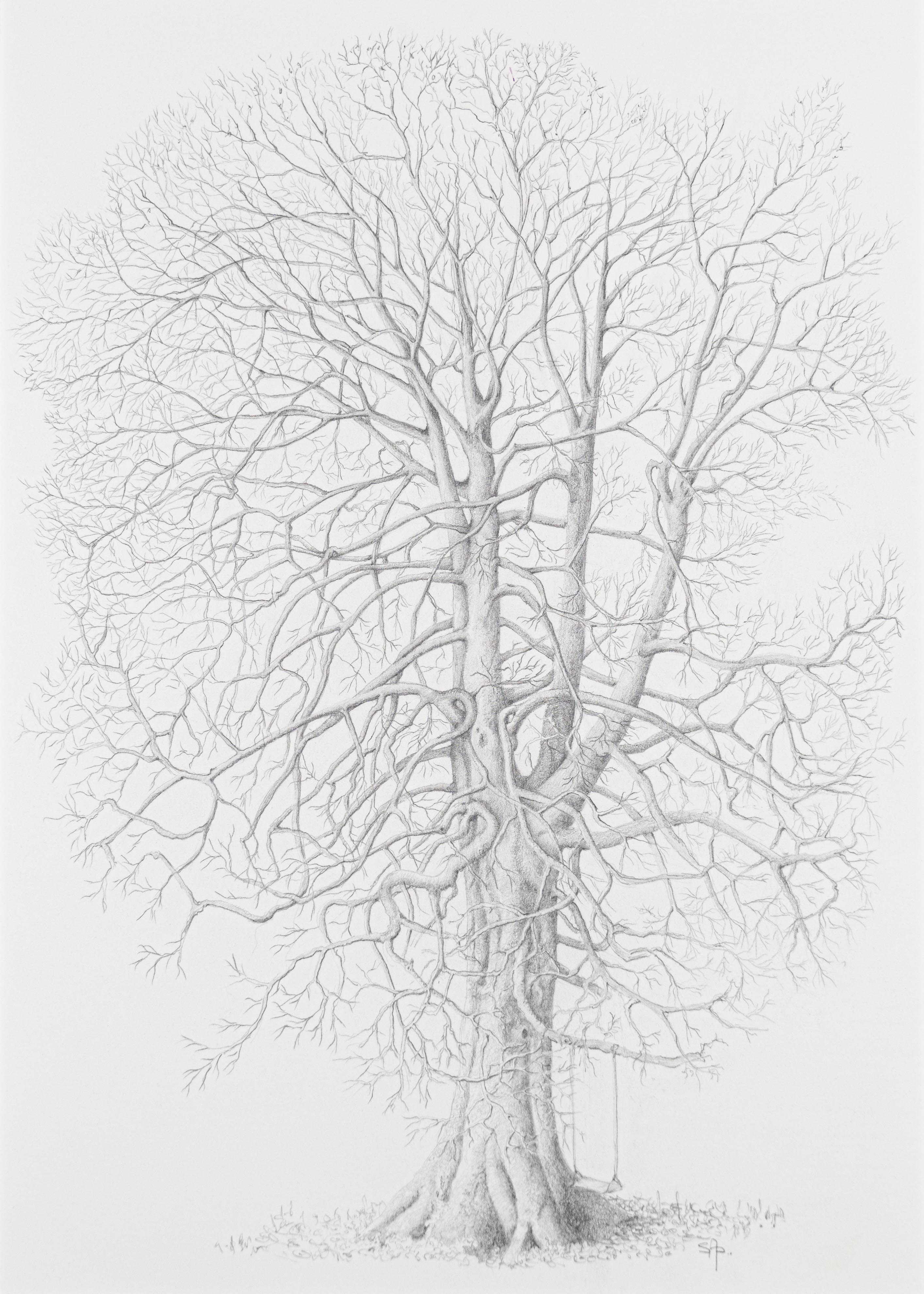 Fagus sylvatica
