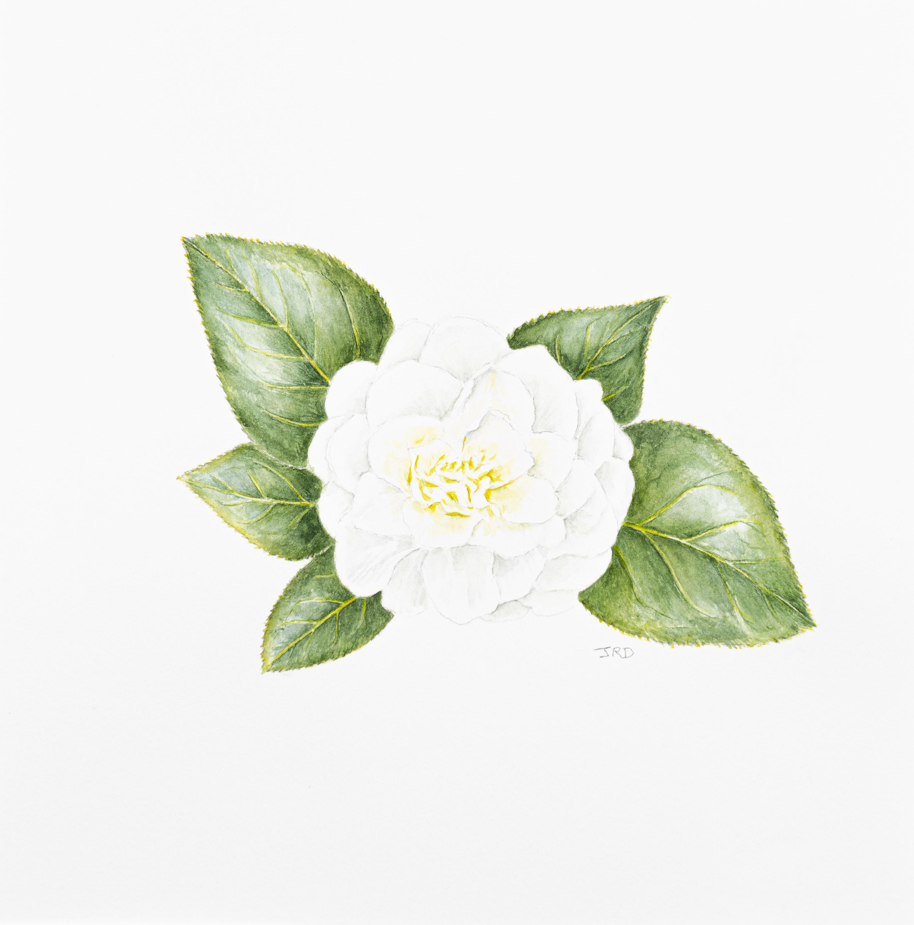 Camellia x williamsii