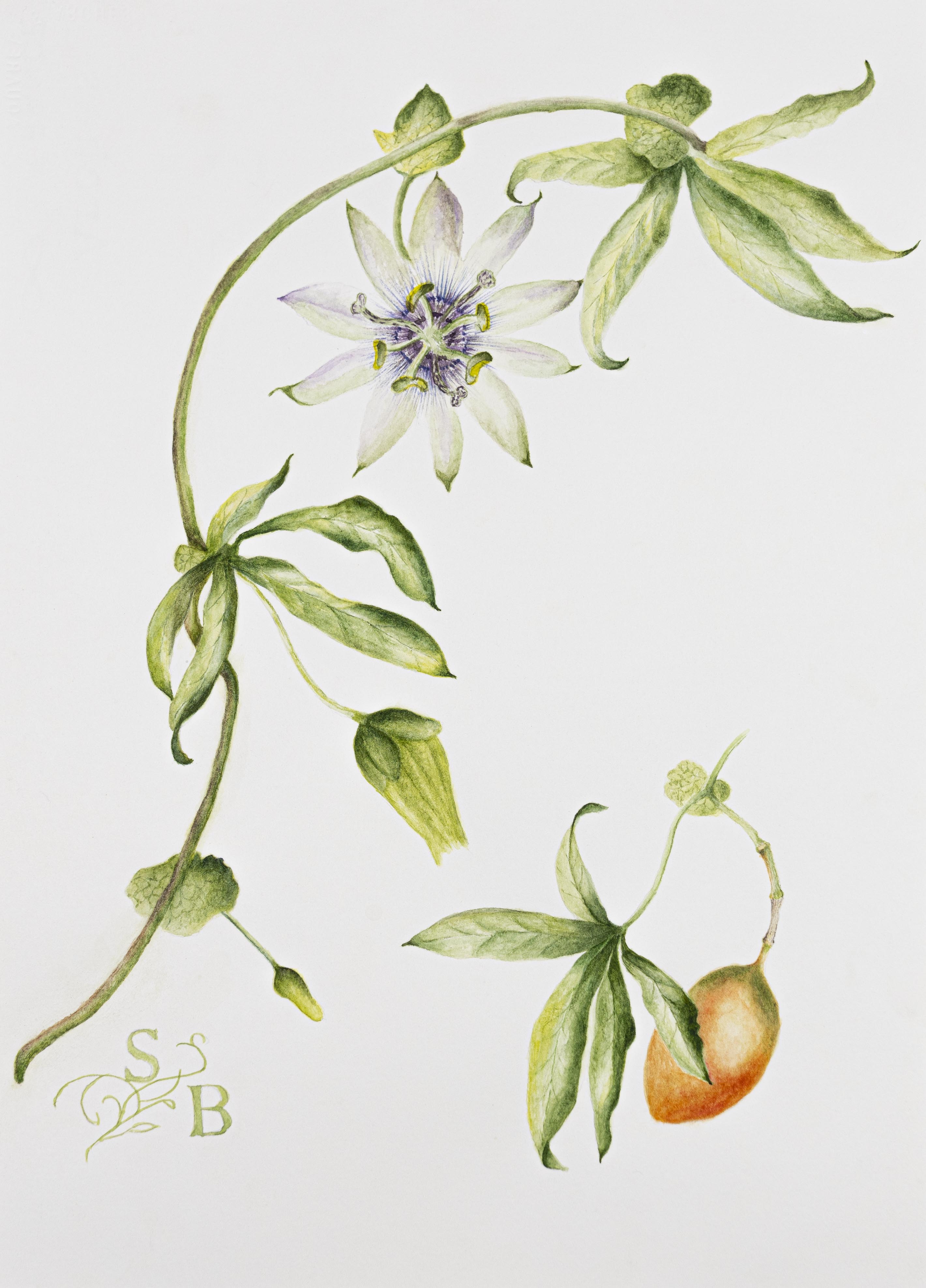 Passiflora caerulea