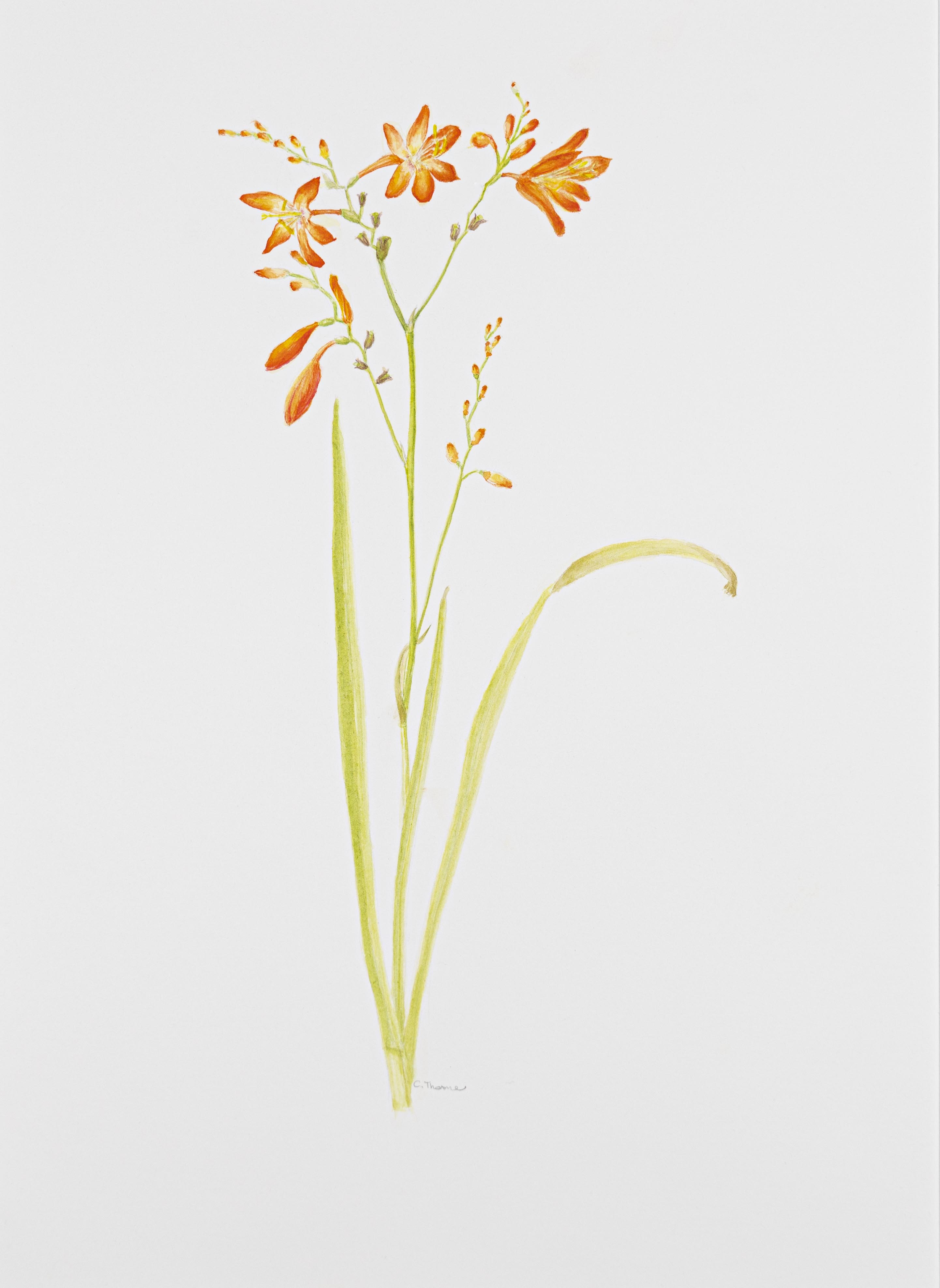 Crocosmia