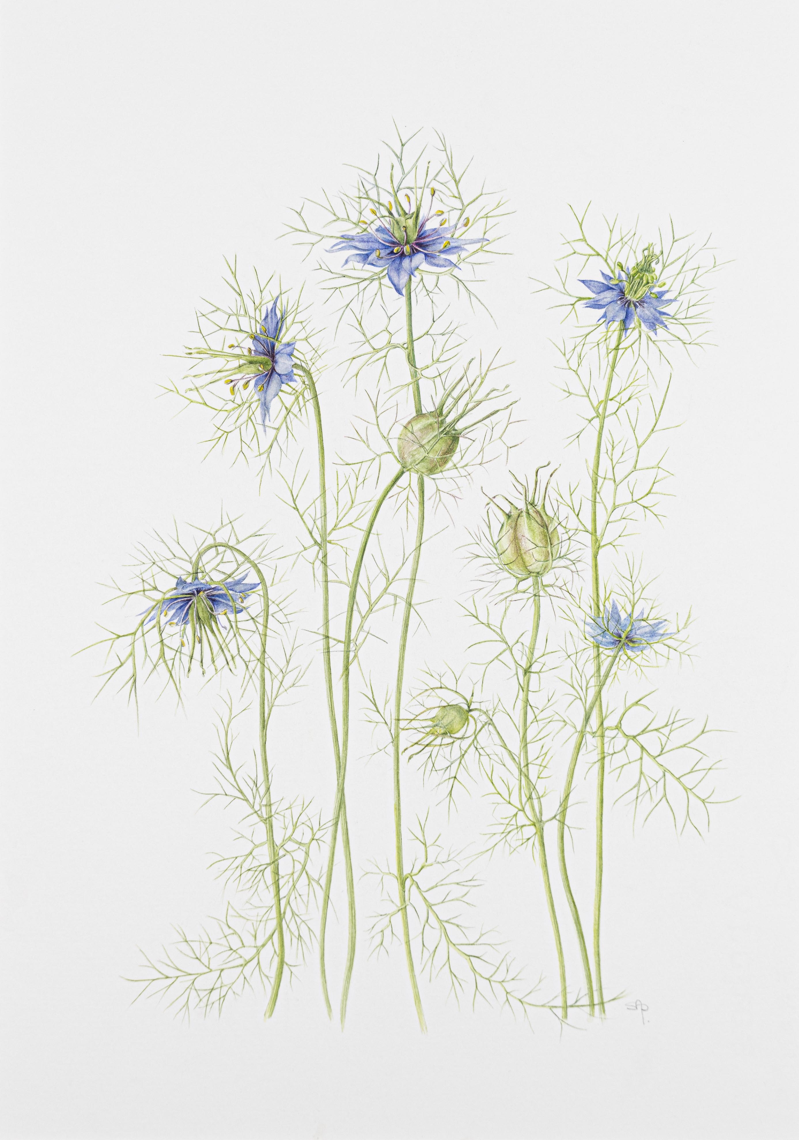 Nigella damascena