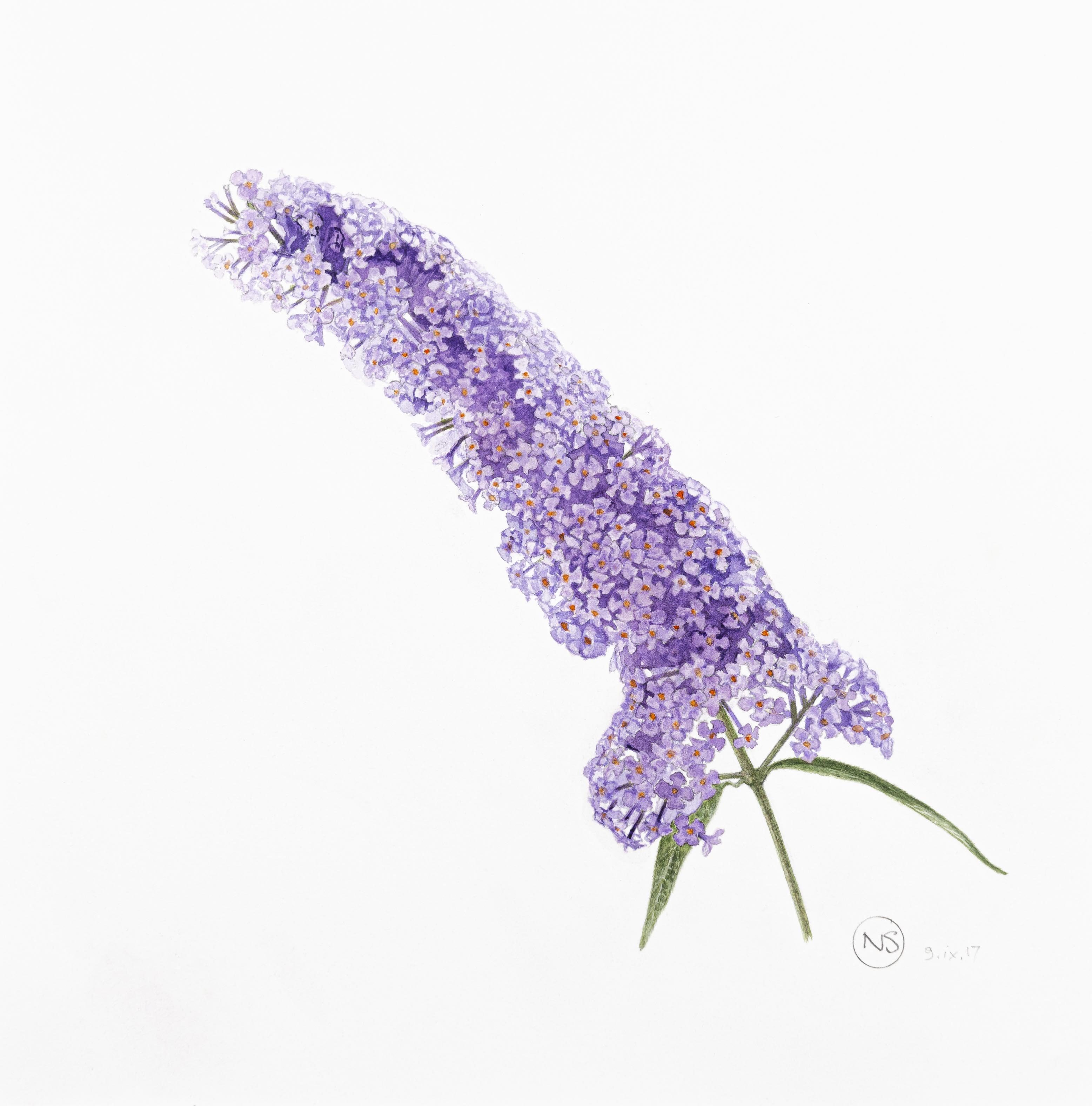Buddleja davidii
