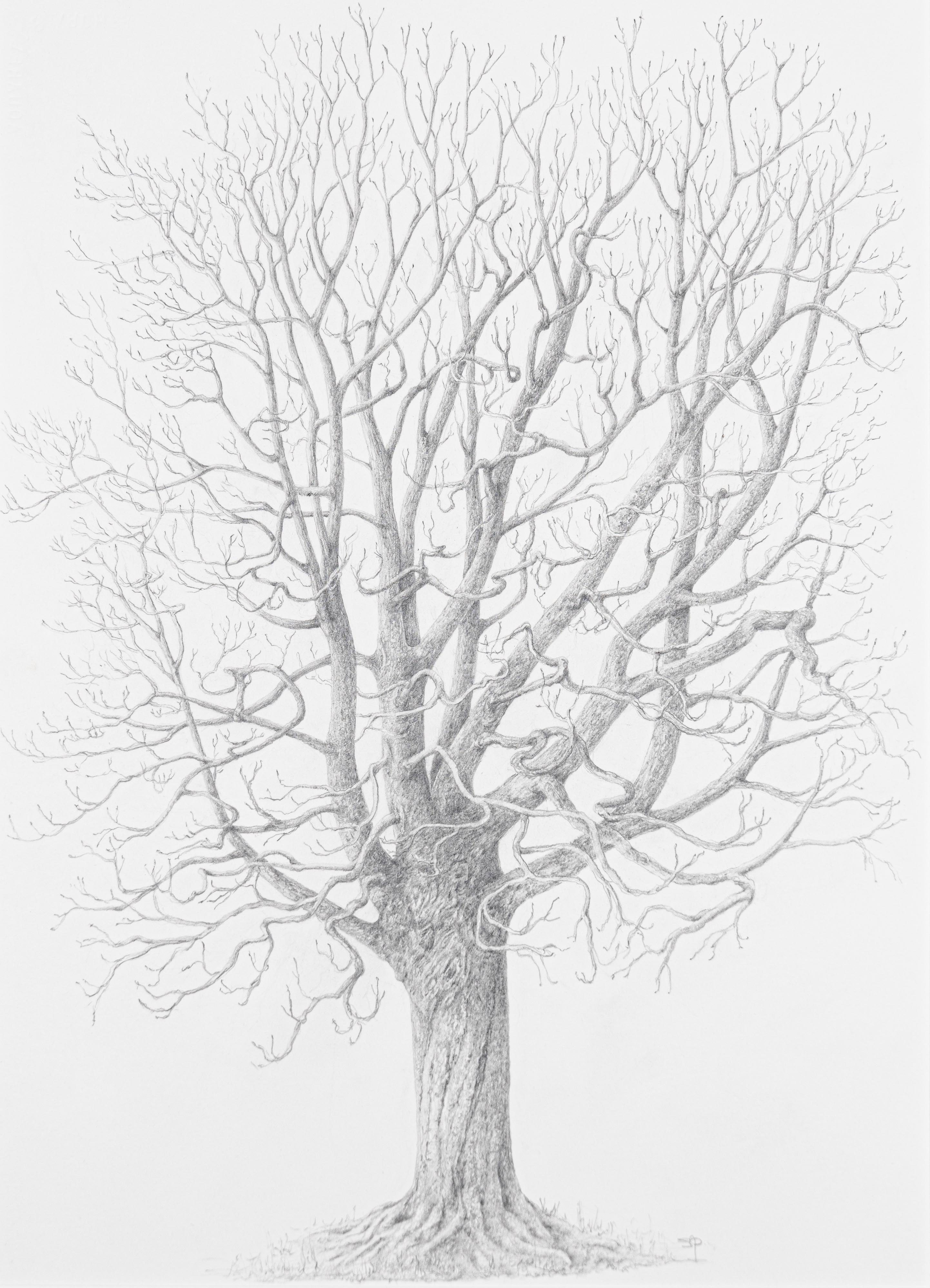 Aesculus hippocastanum
