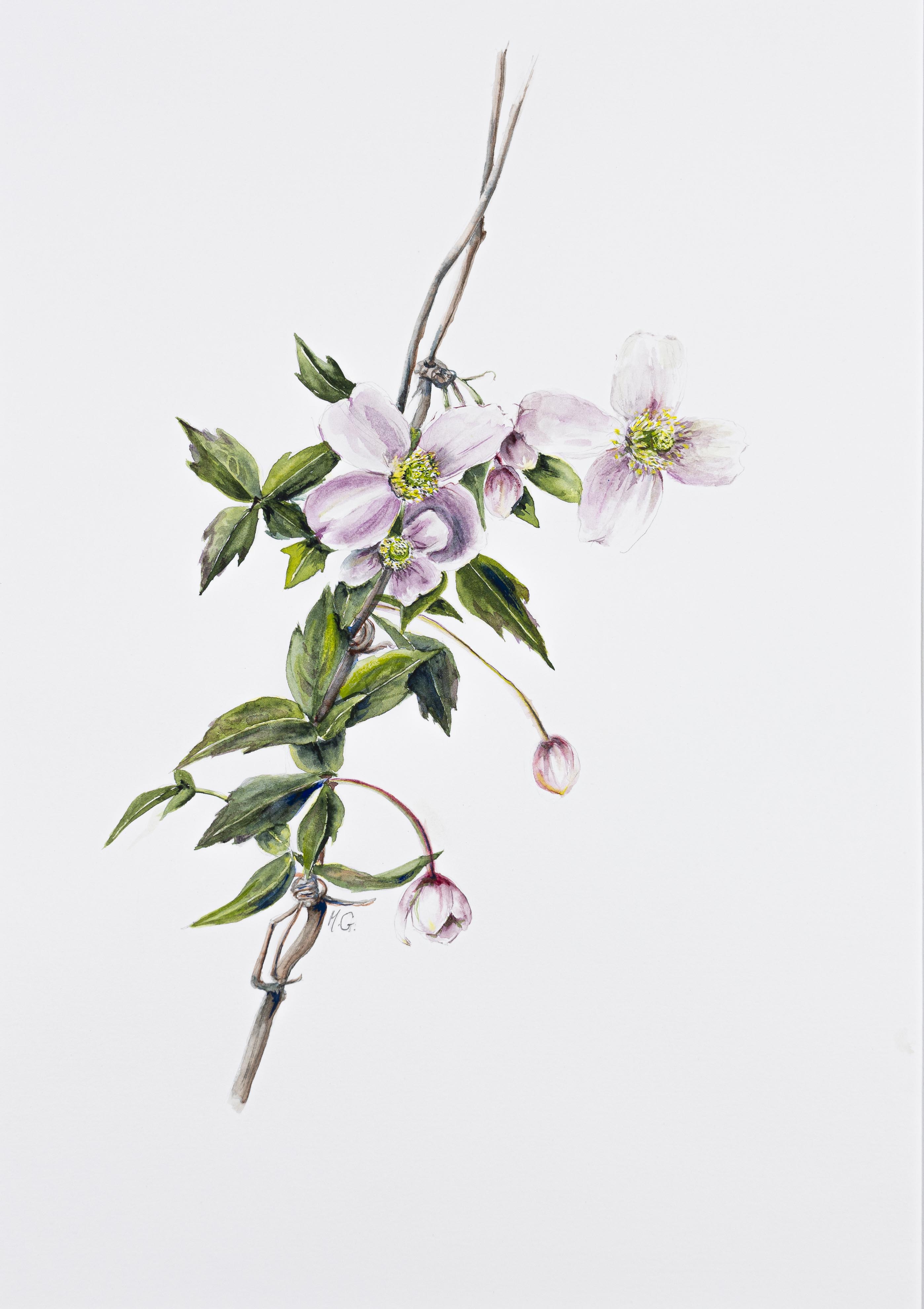 Clematis montana