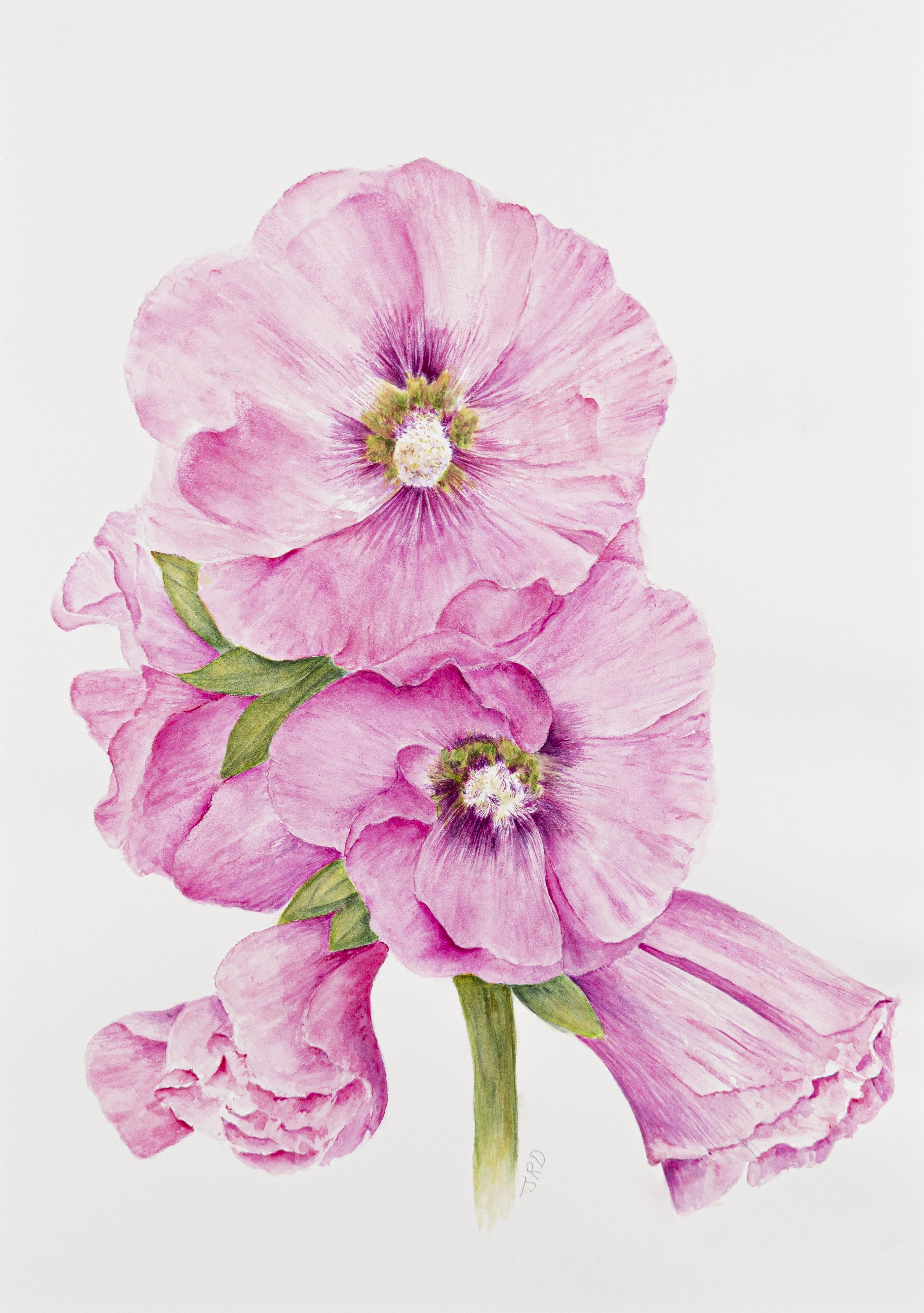 Alcea