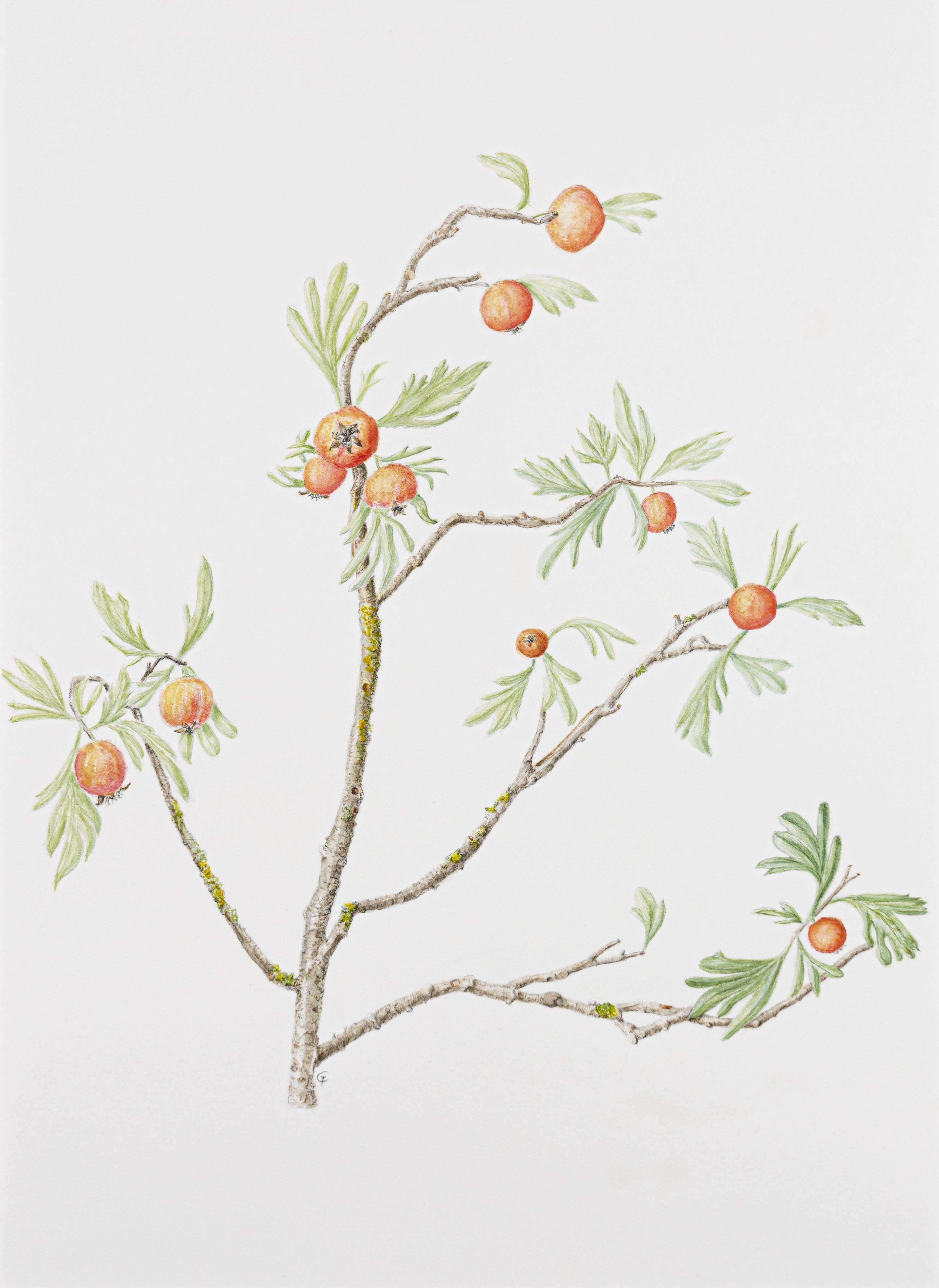 Crataegus orientalis