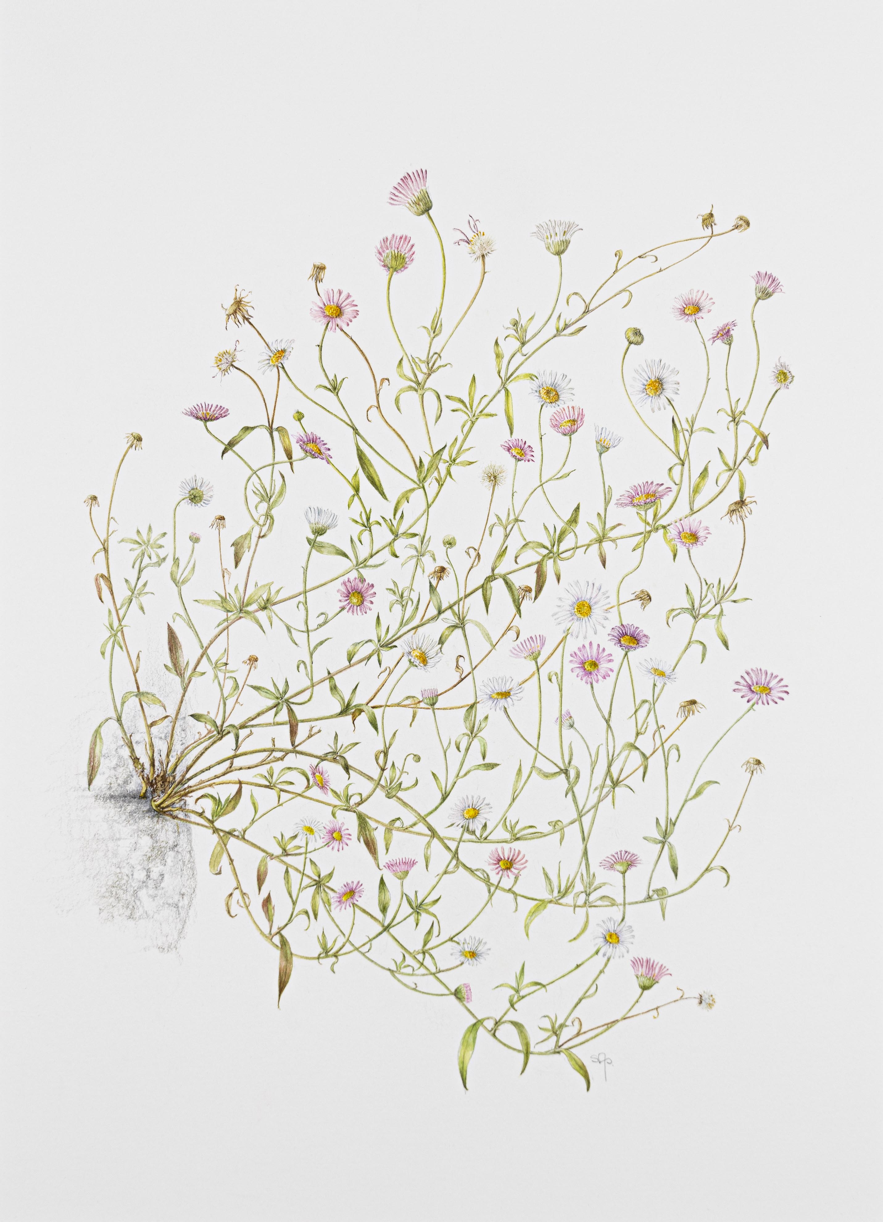 Erigeron karvinskianus