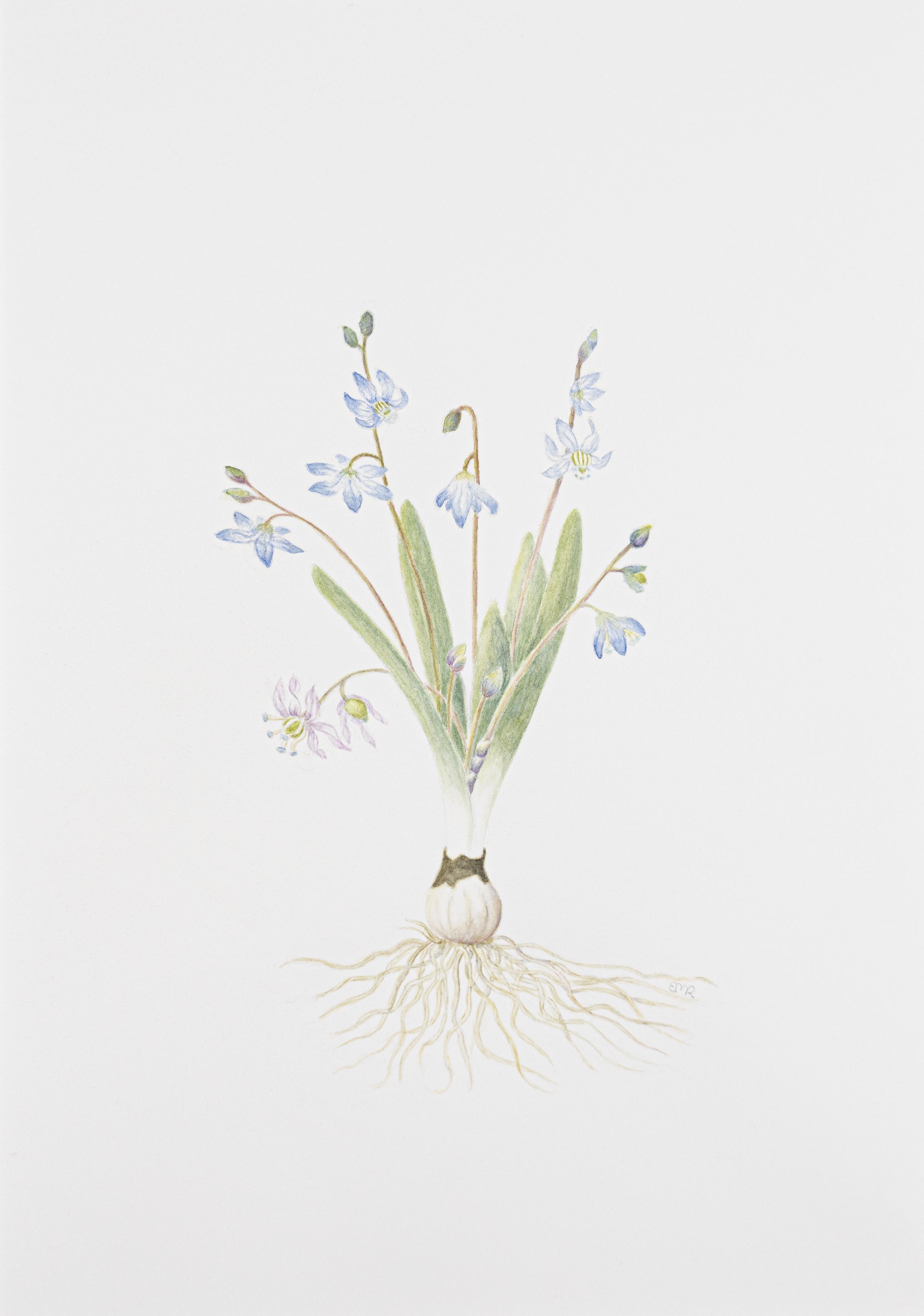 Scilla siberica