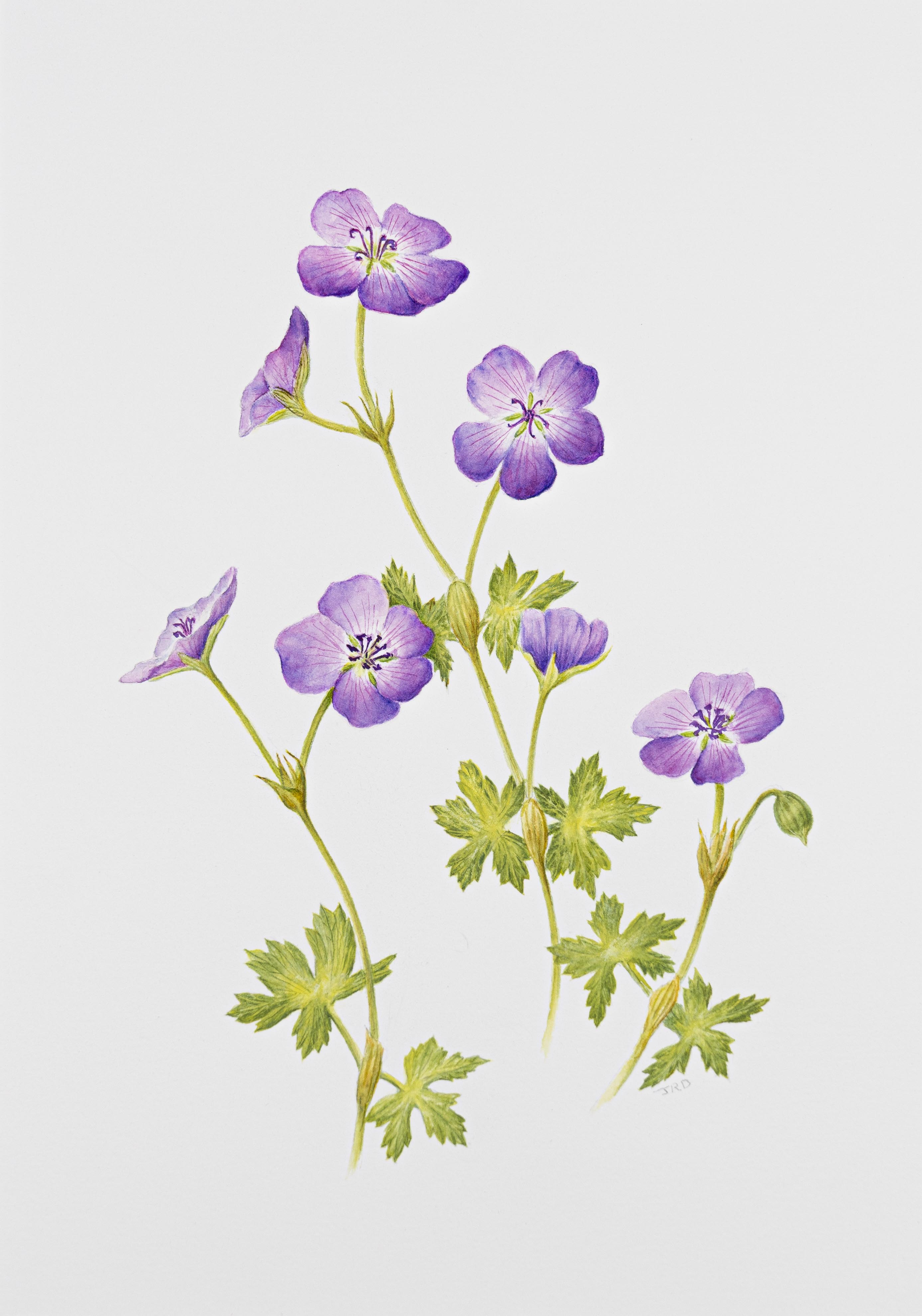 Geranium ‘Rozanne'