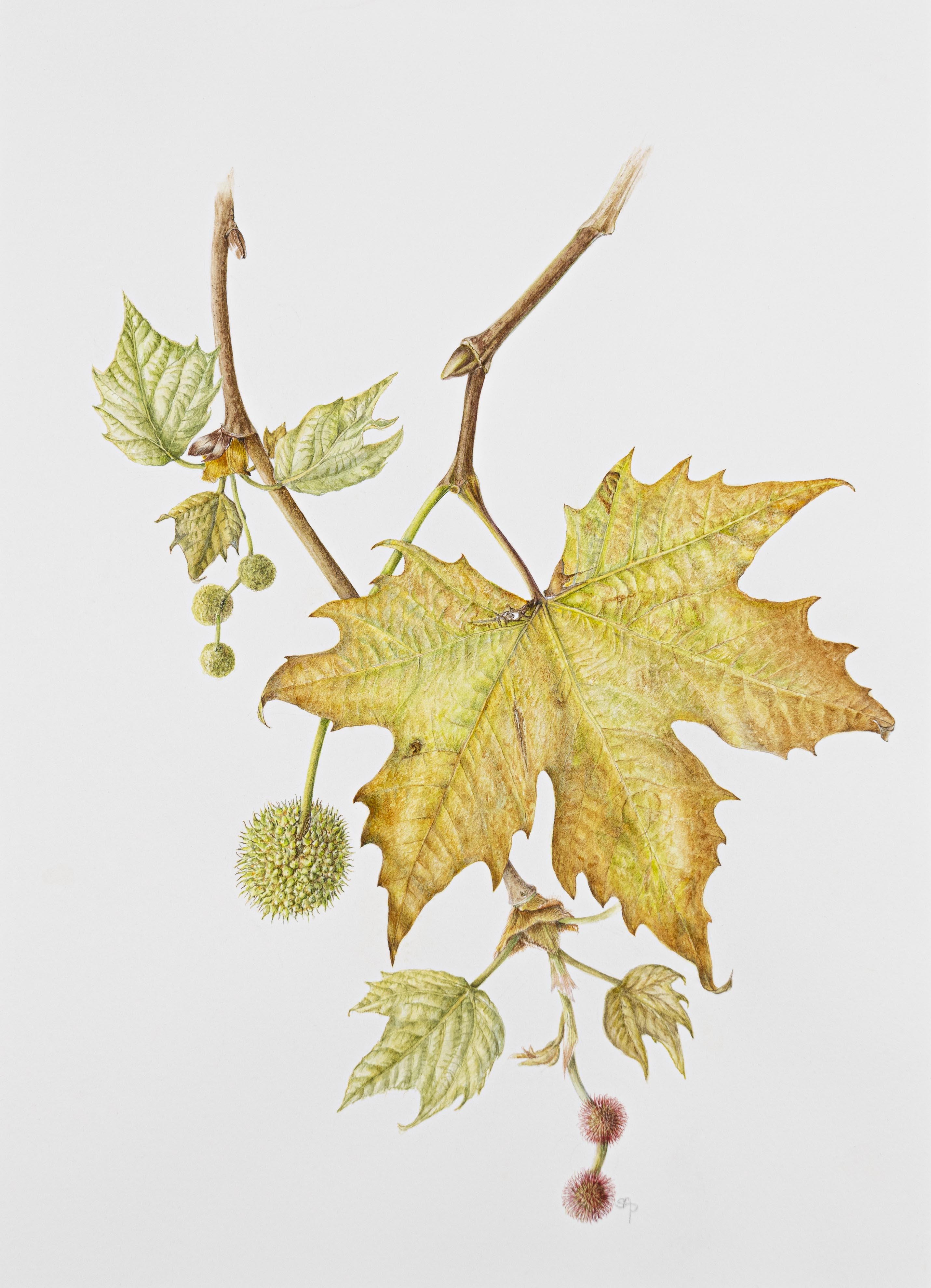 Plantus x acerfolia
