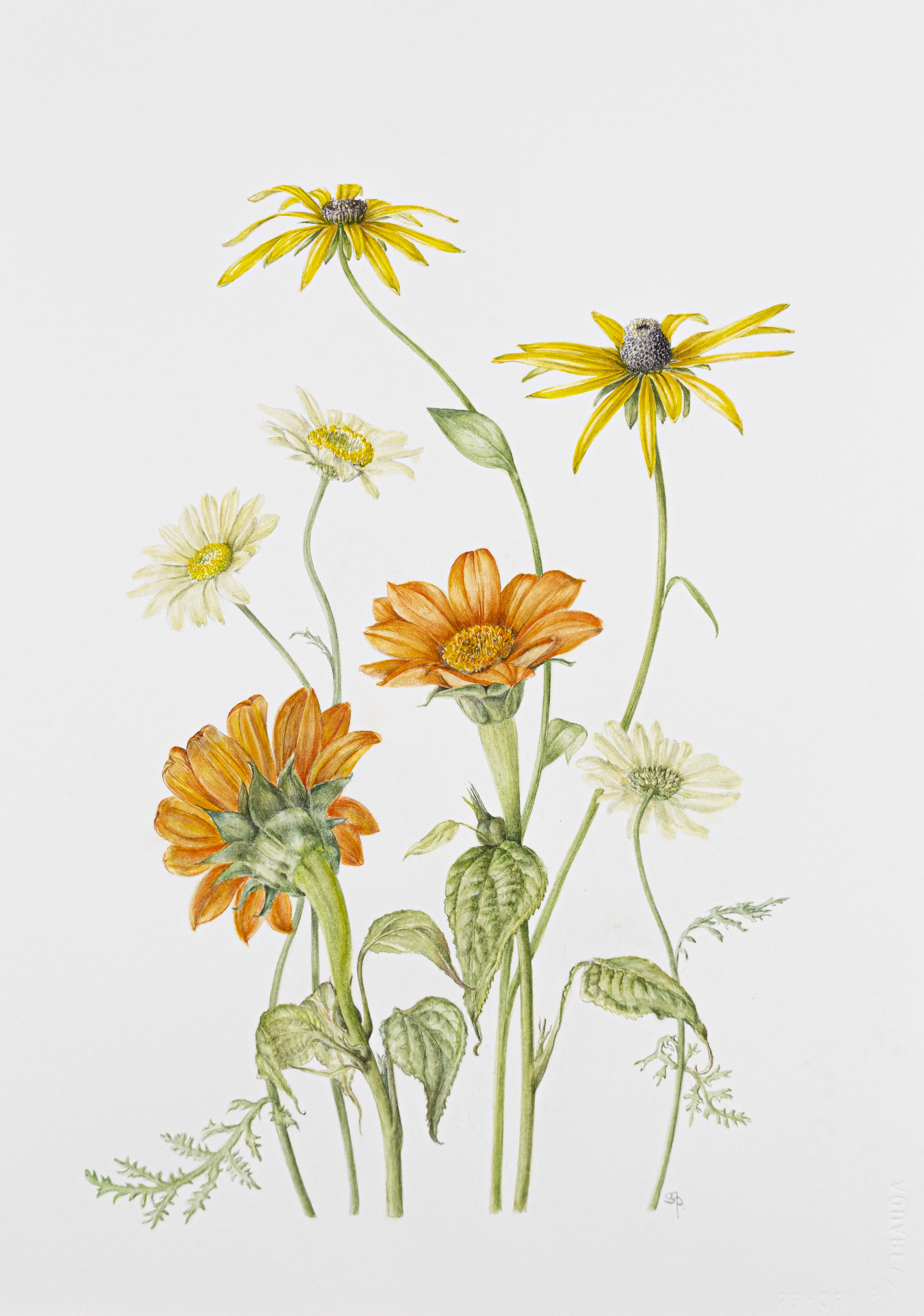Tithonia, Rudbeckia, Argyranthemum