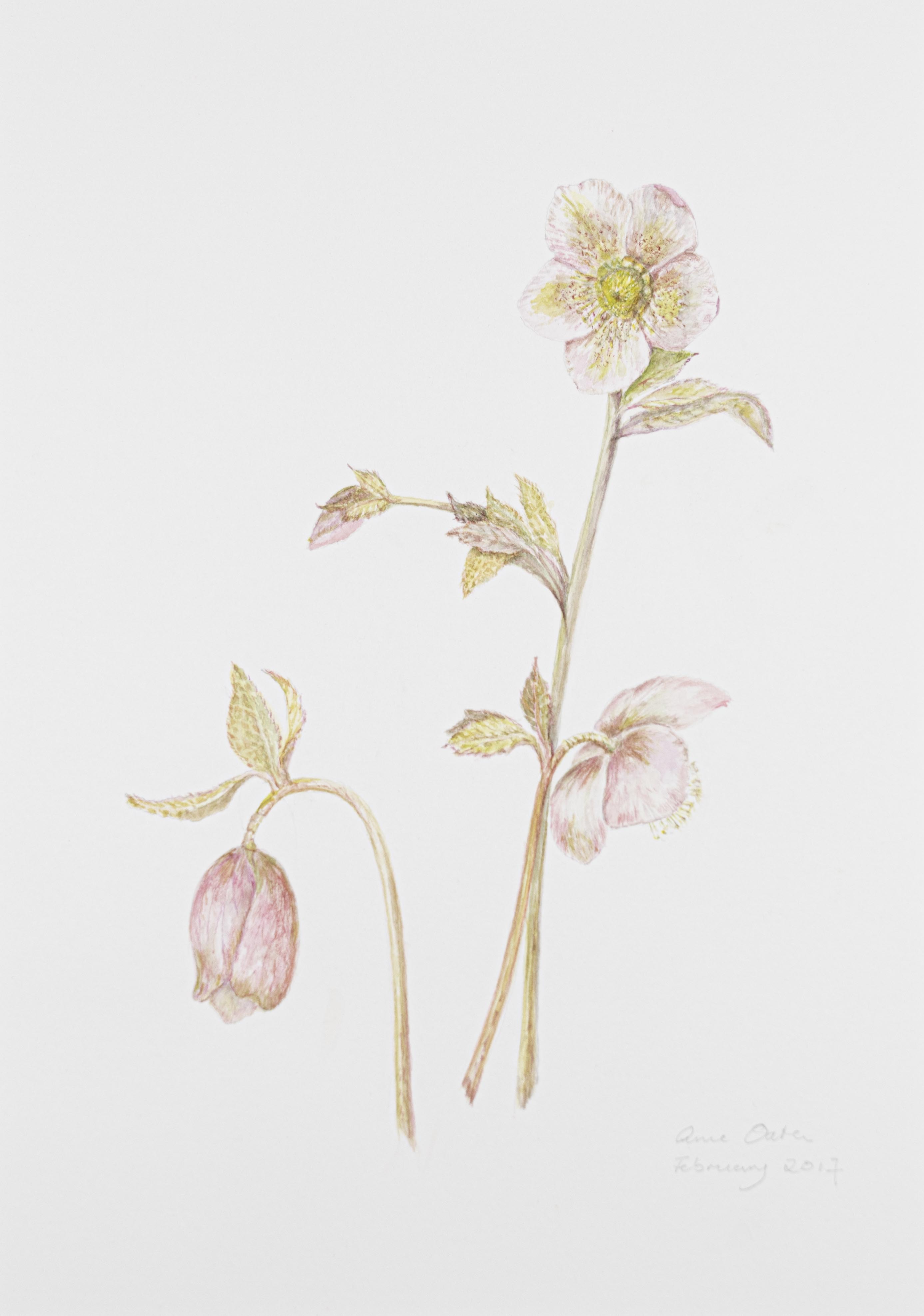 Hellebore