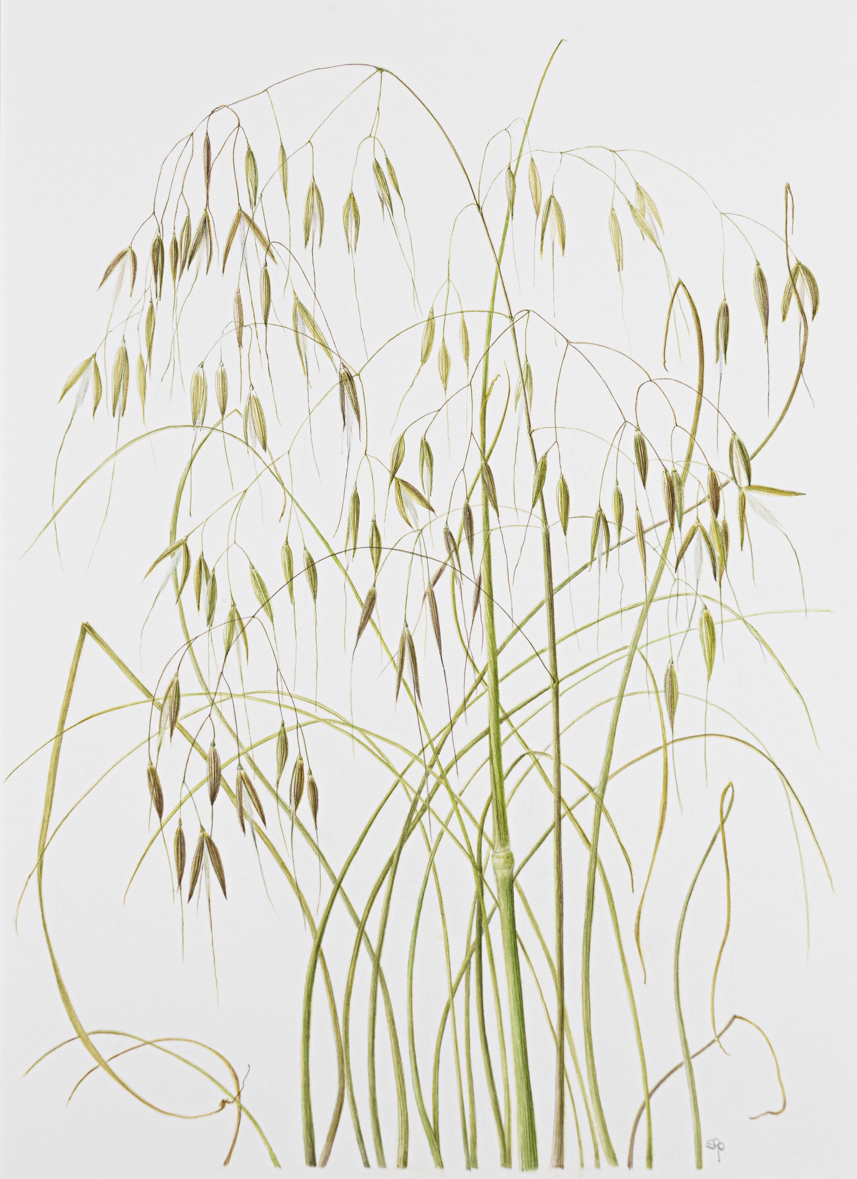 Stipa gigantea
