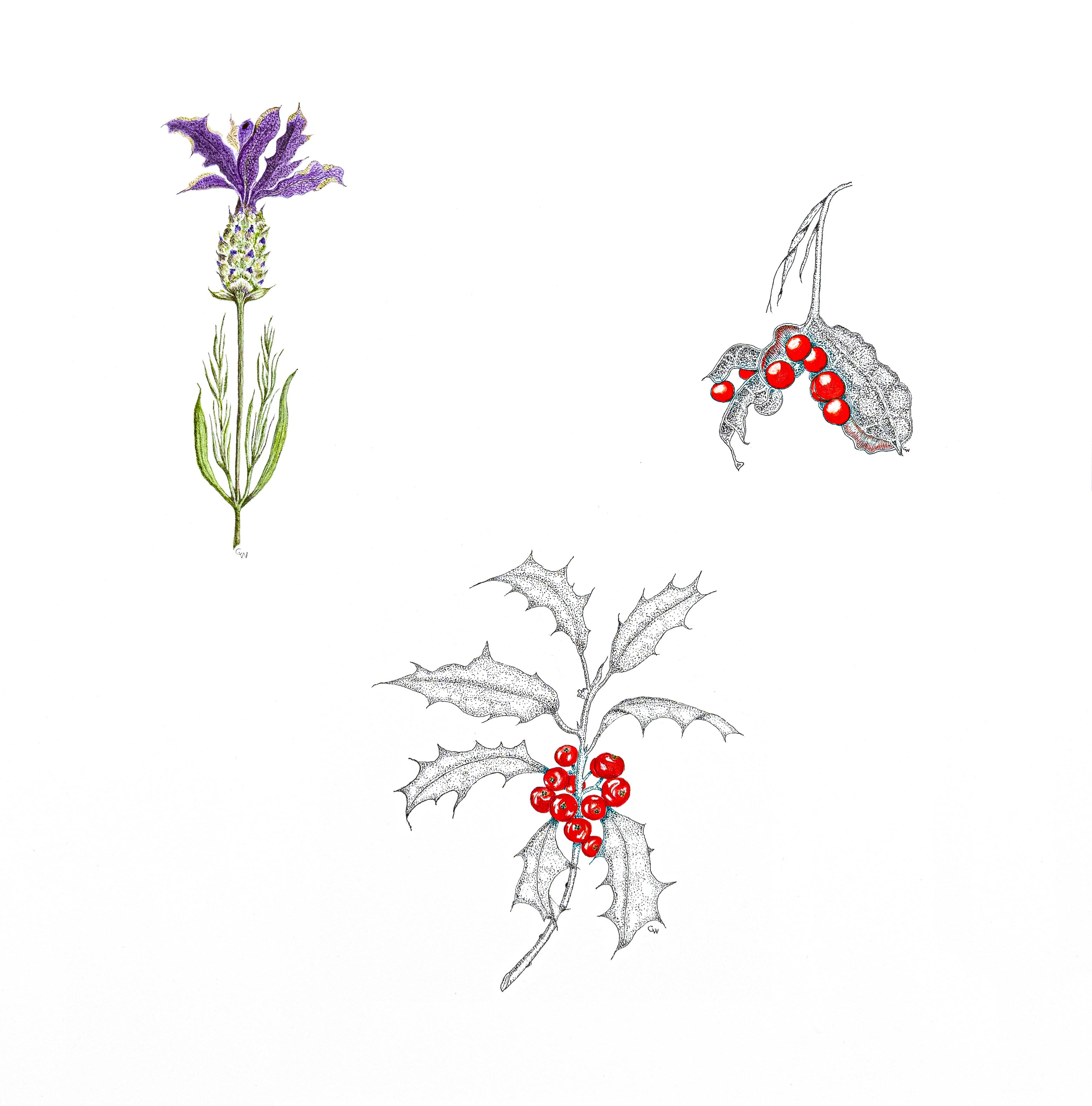 Ilex, Iris foetidissima, Lavendula