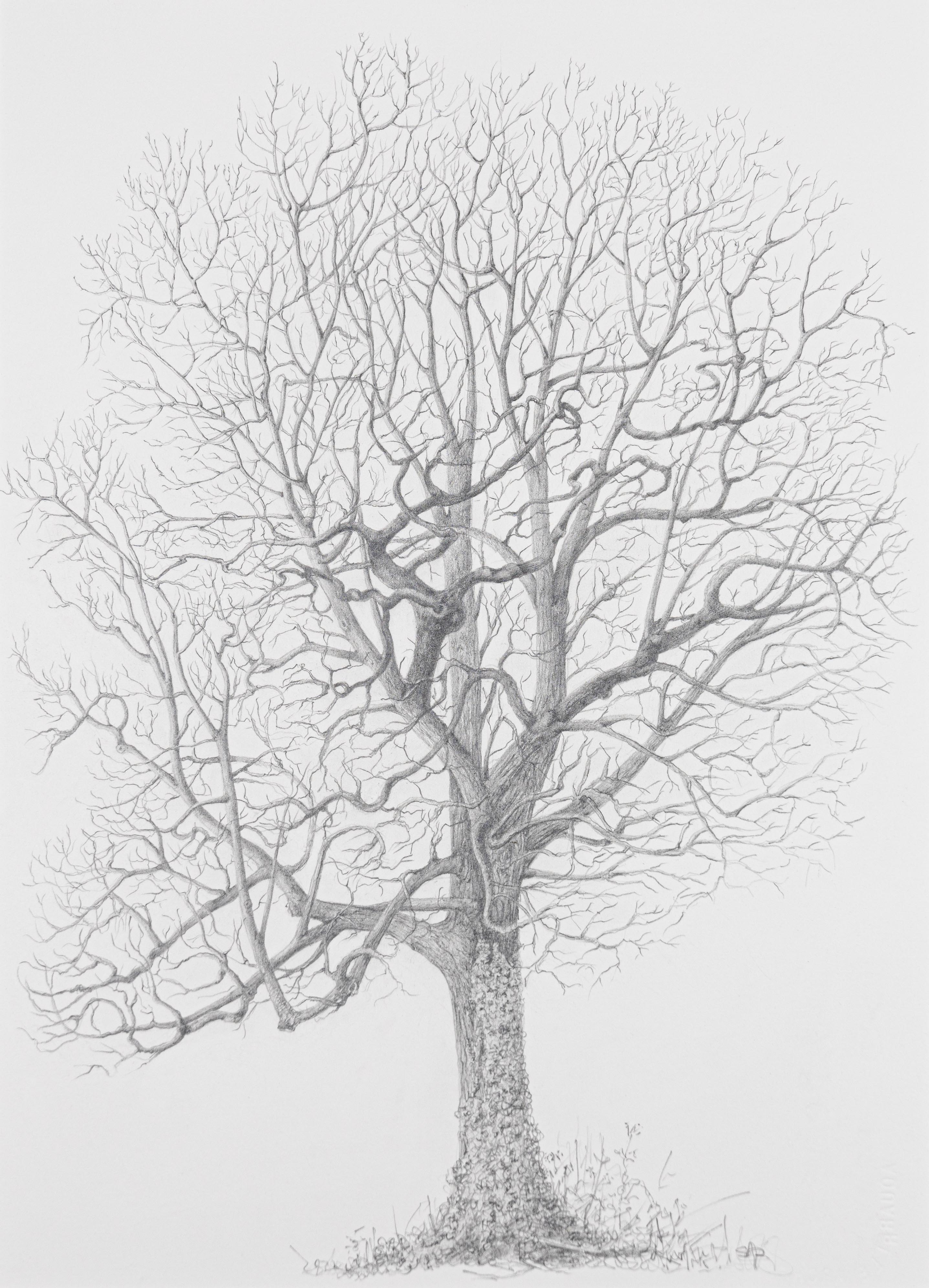 Quercus robur