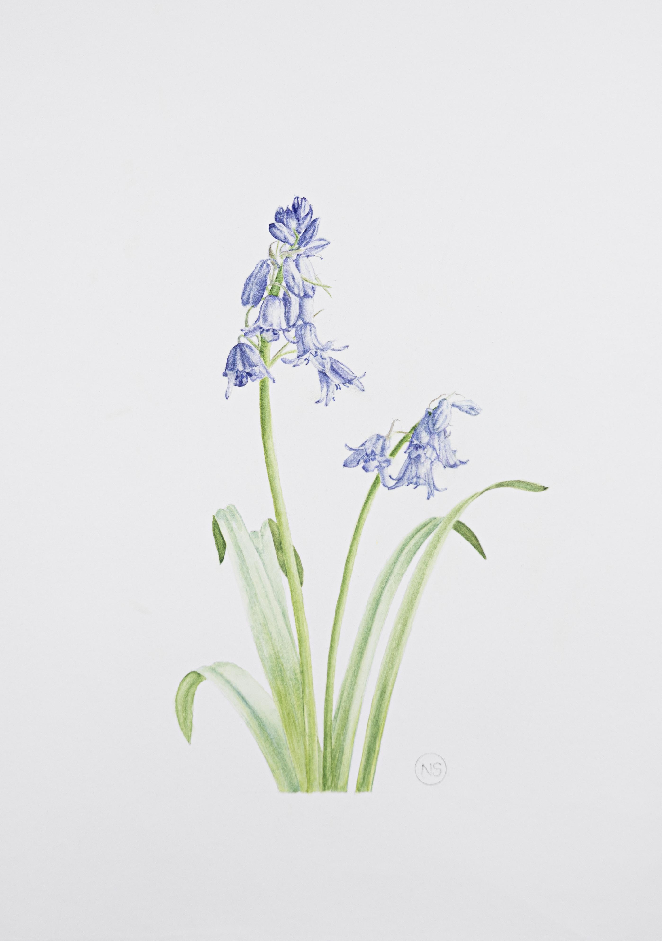 Hyacinthoides hispanica