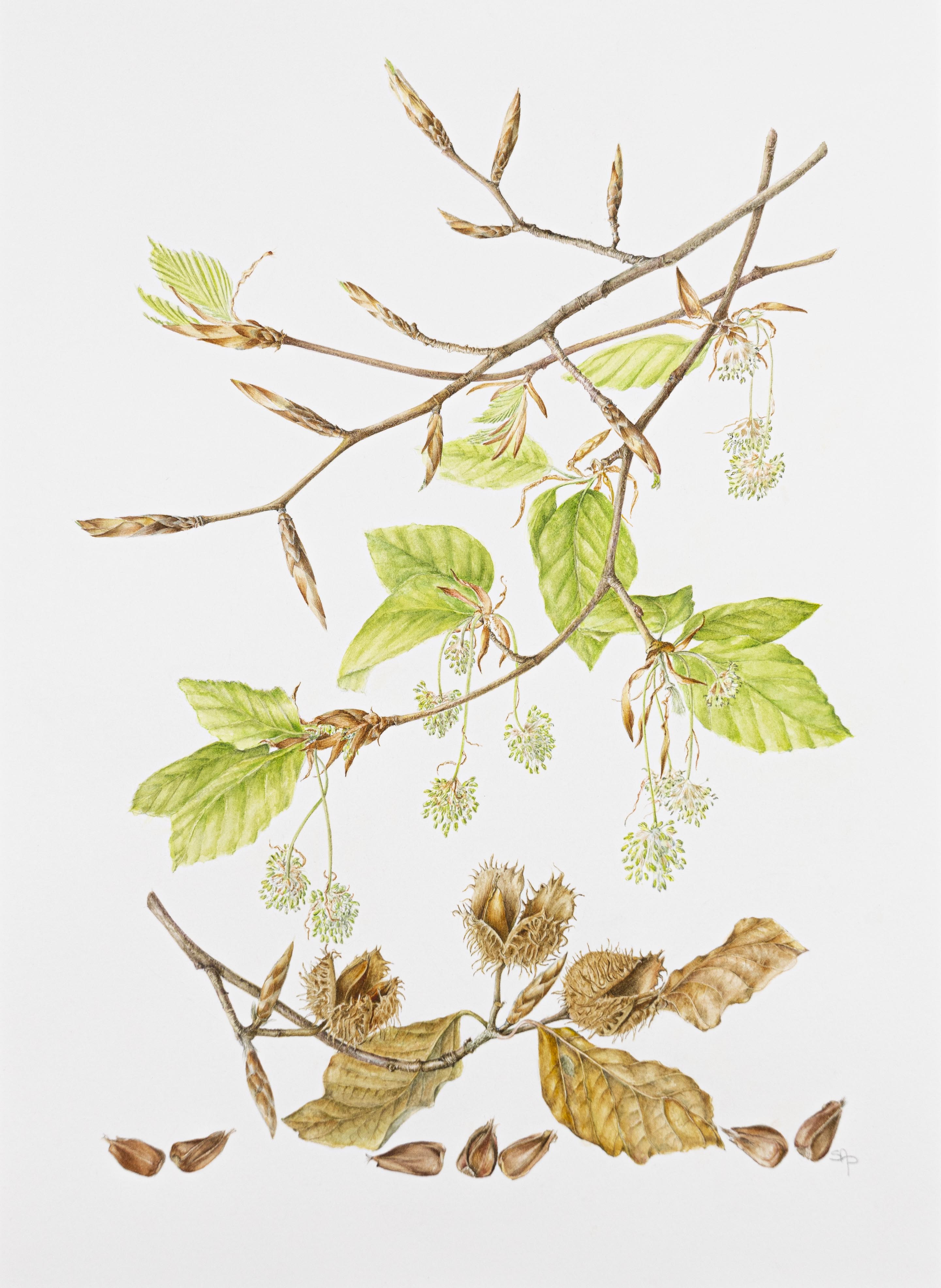Fagus sylvaticus