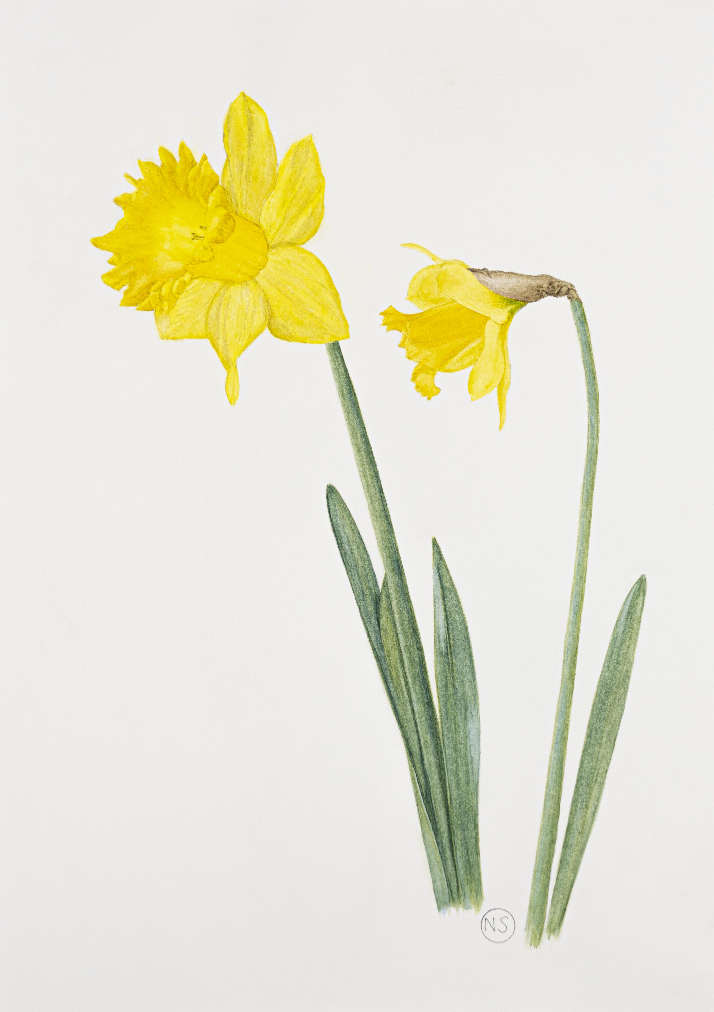 Narcissus