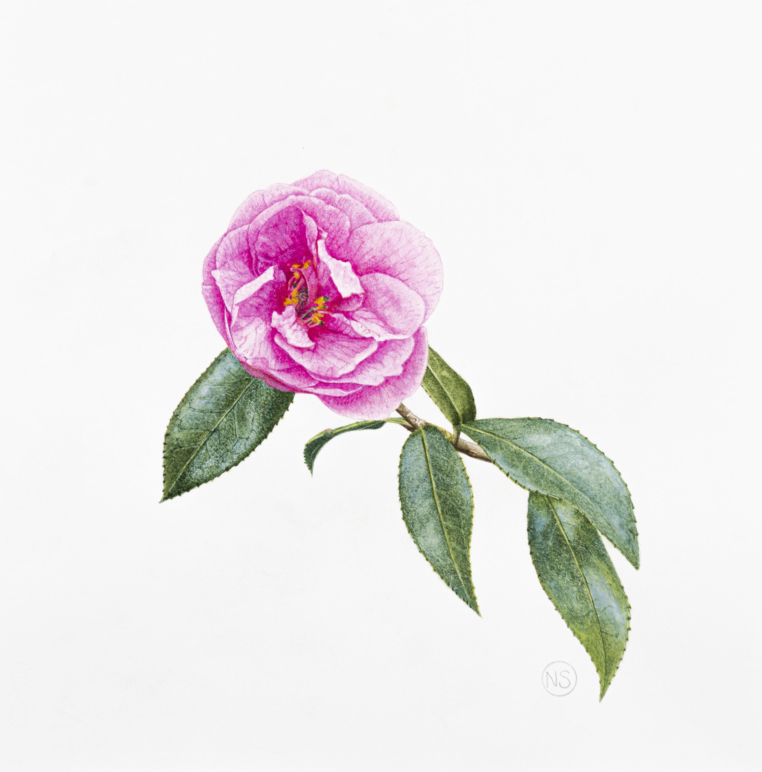 Camellia x williamsii