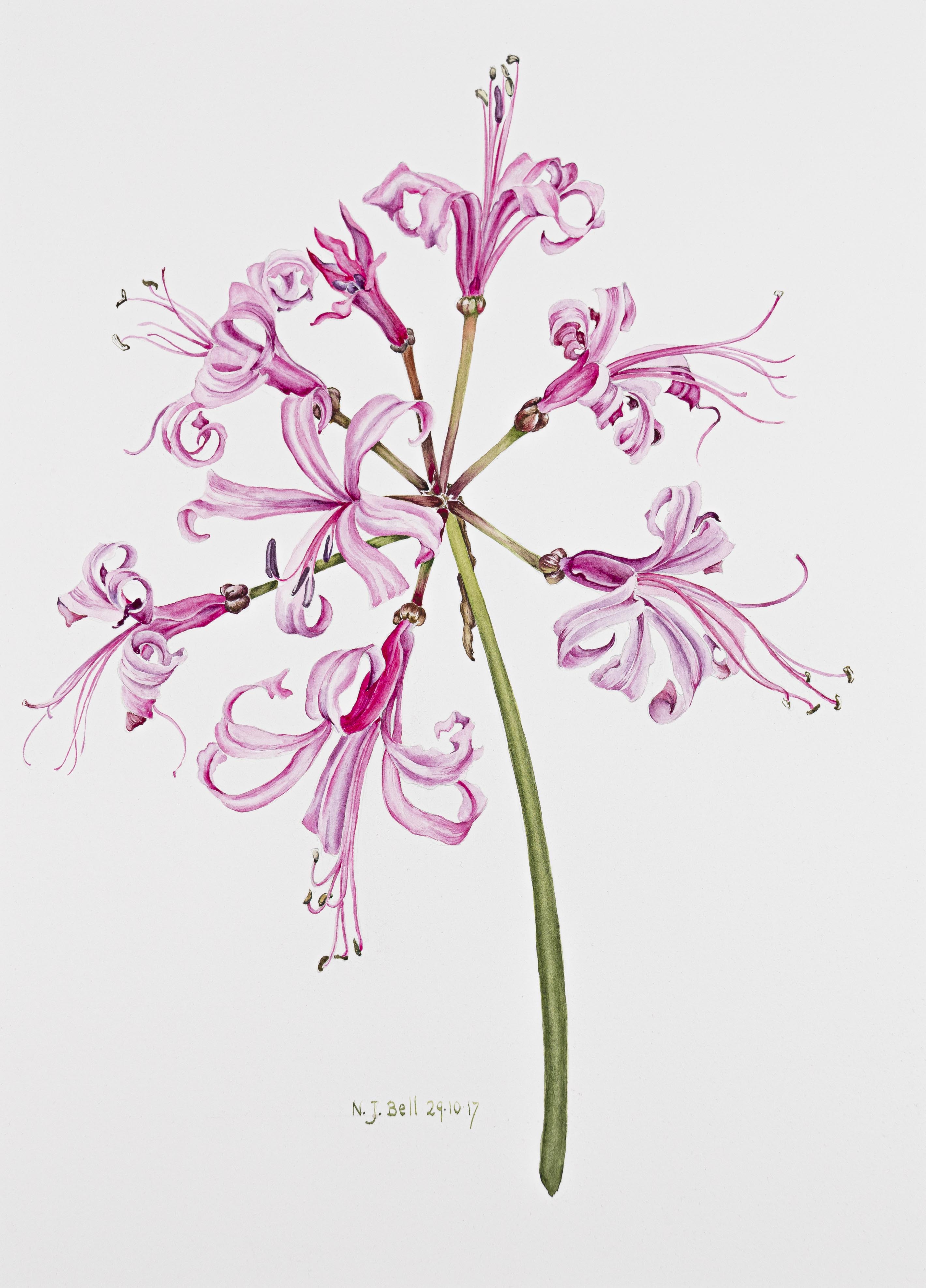Nerine bowdinii