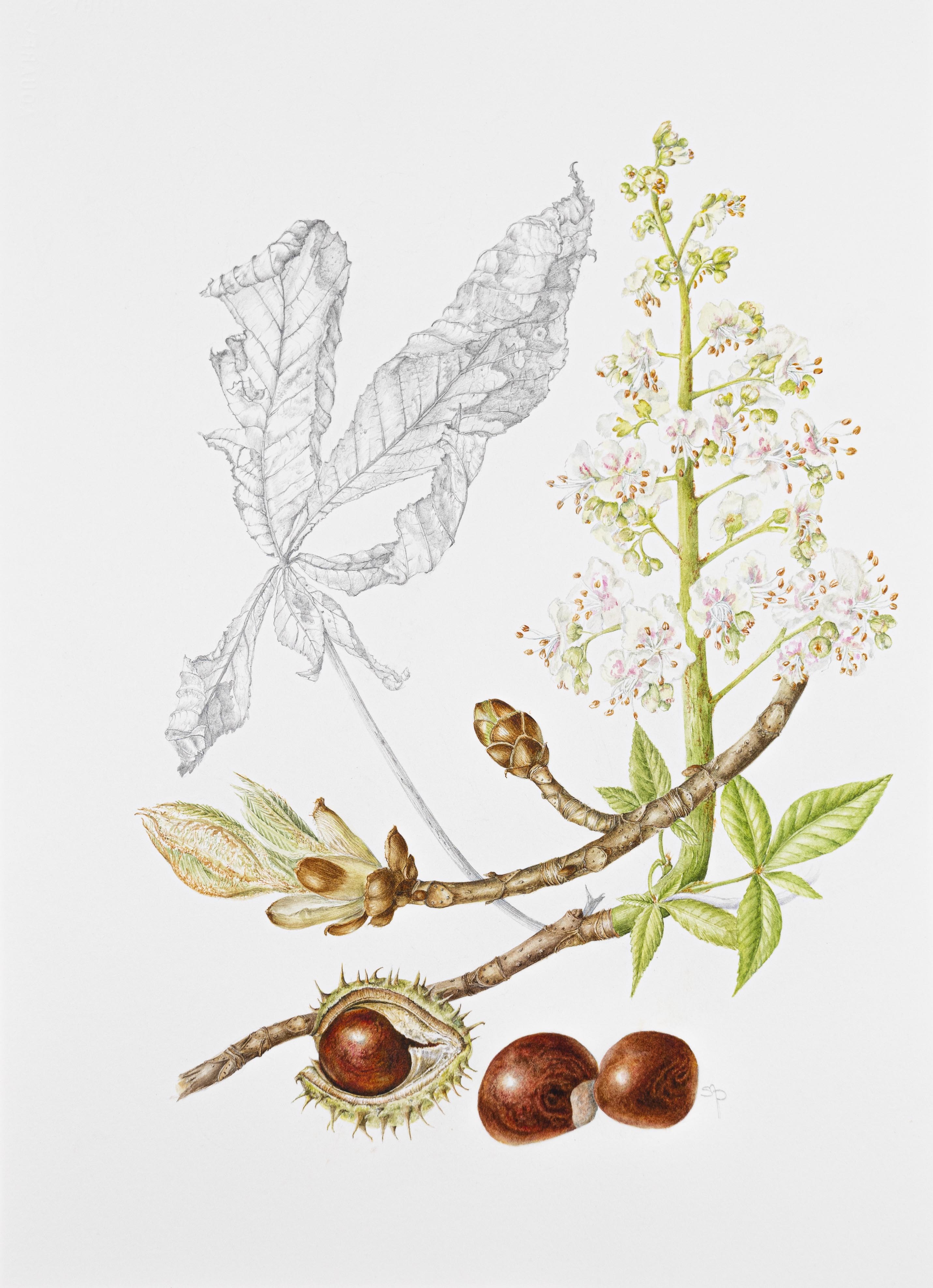 Aesculus hippocastanum