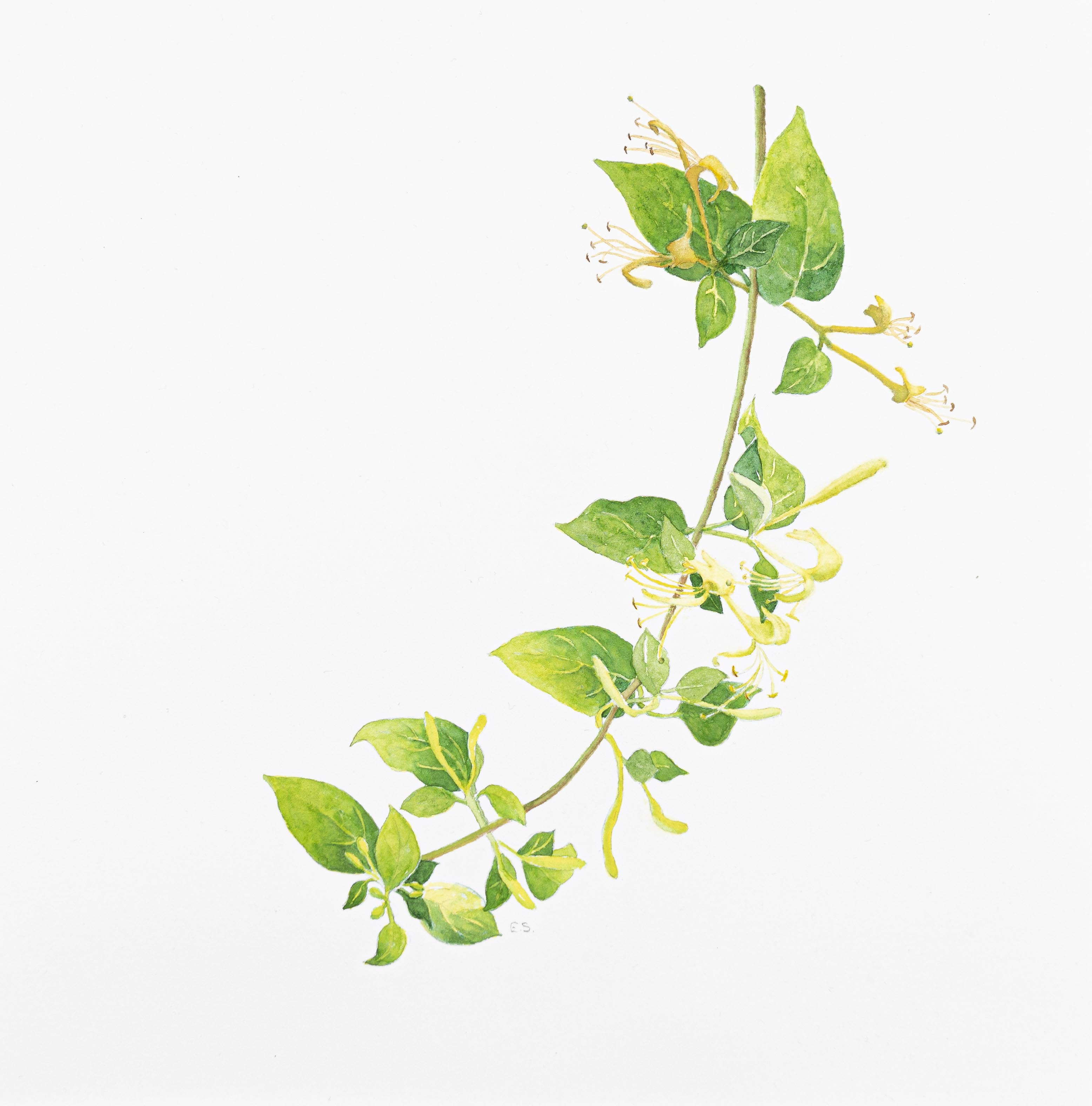 Lonicera japonica