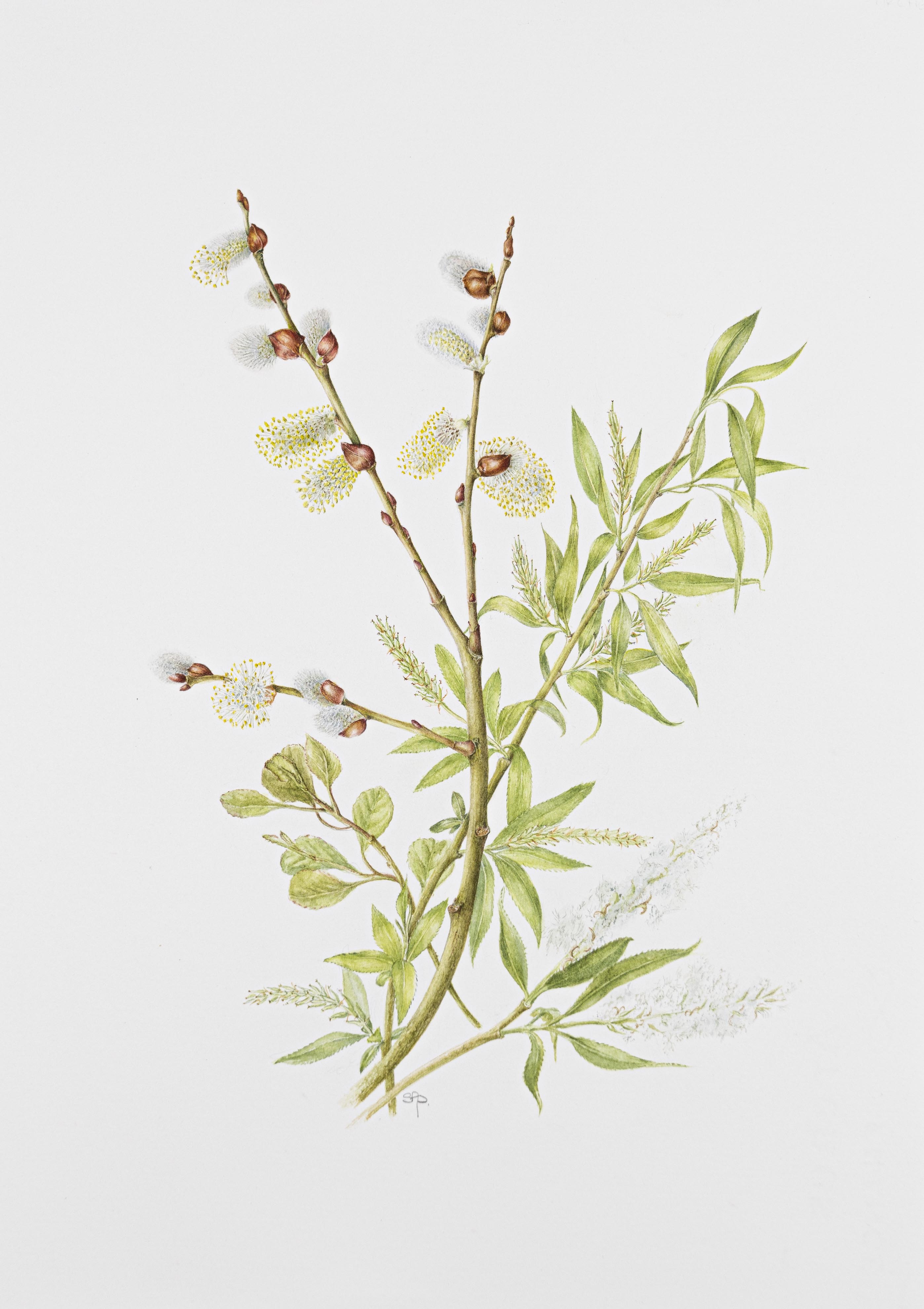 Salix