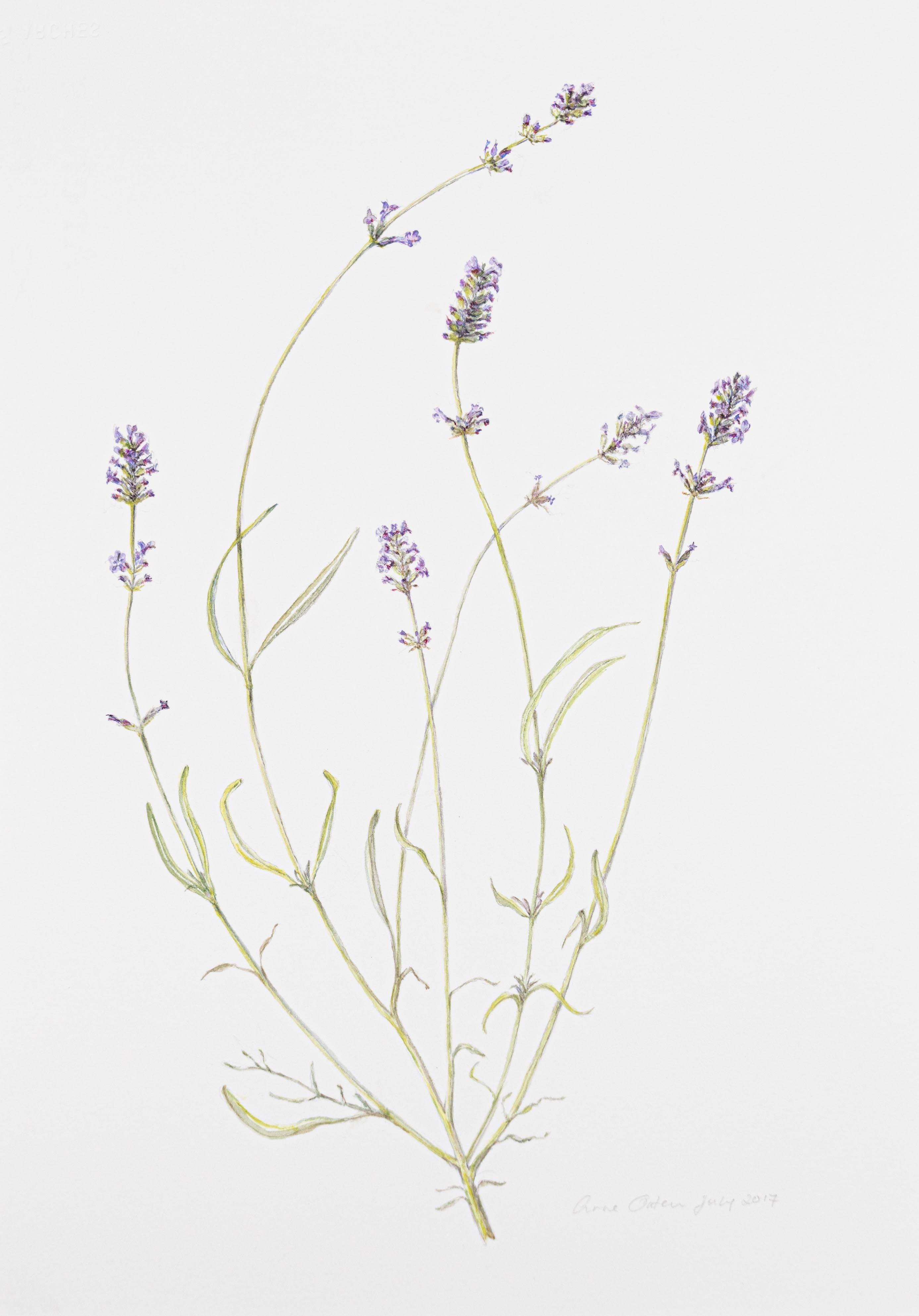 Lavendula angustifolia