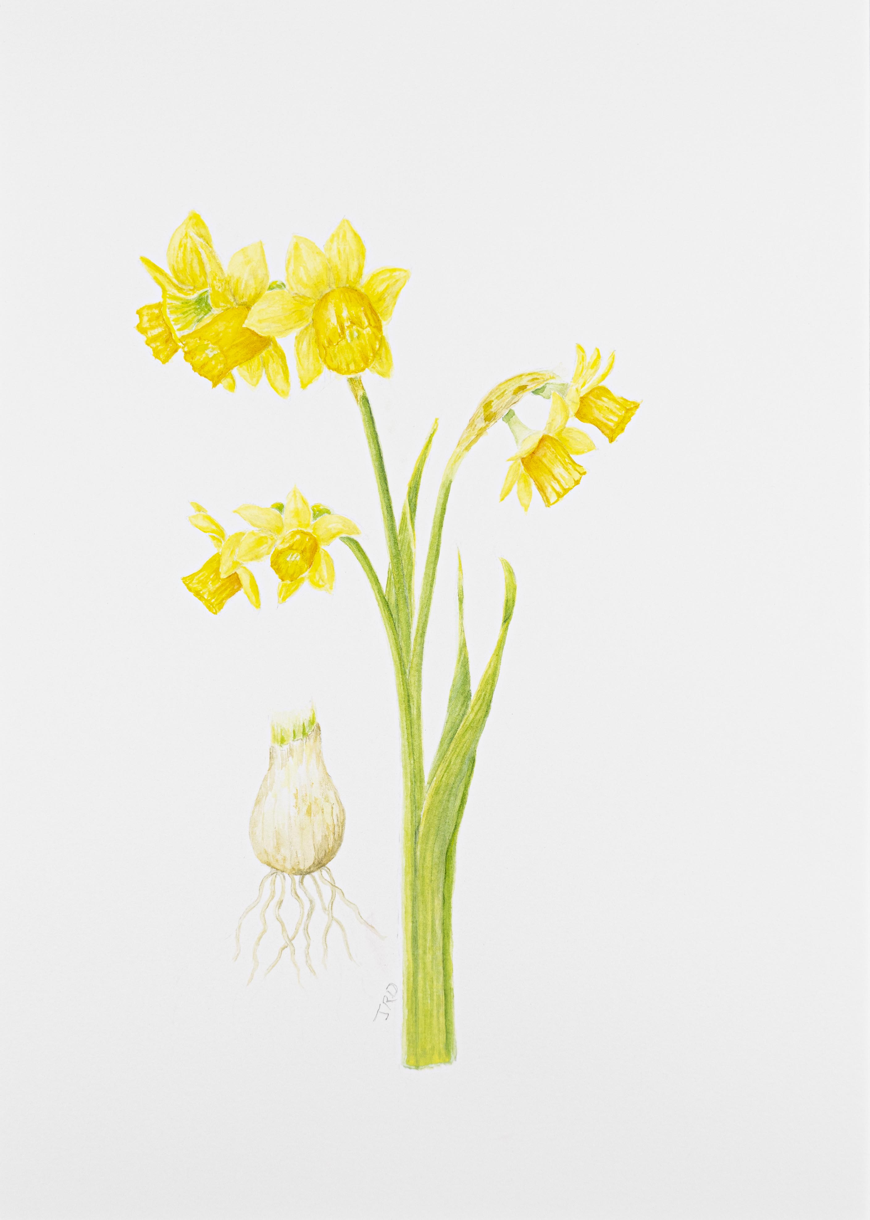 Narcissus 'Tête-à-tête'