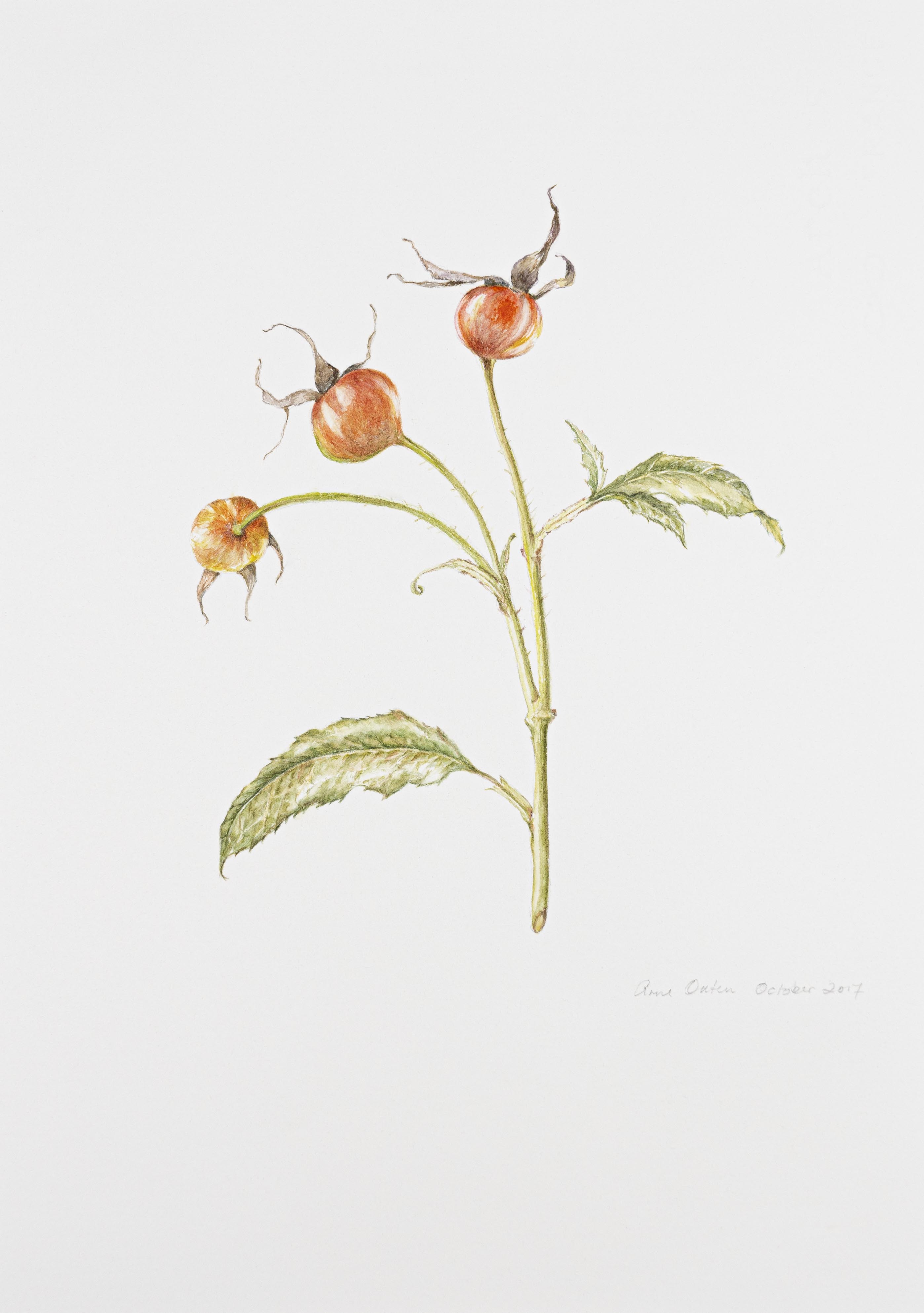 Rosa 'Graham Thomas'