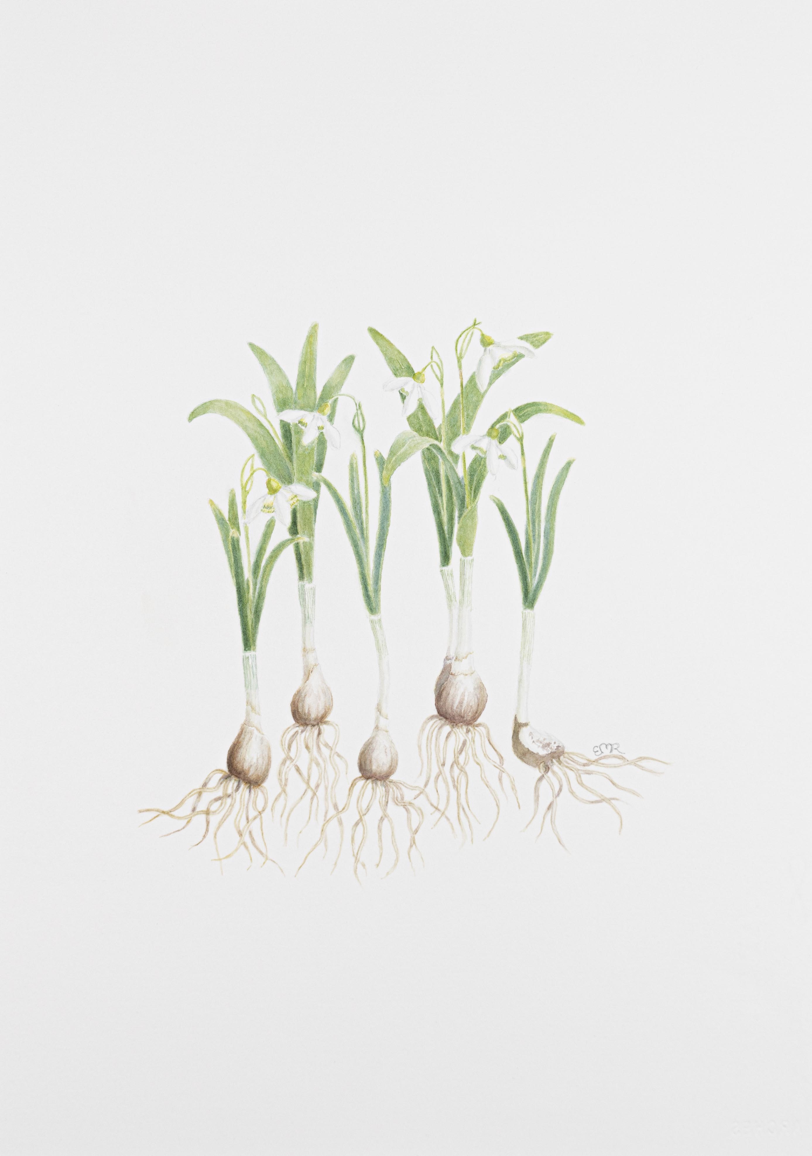 Galanthus