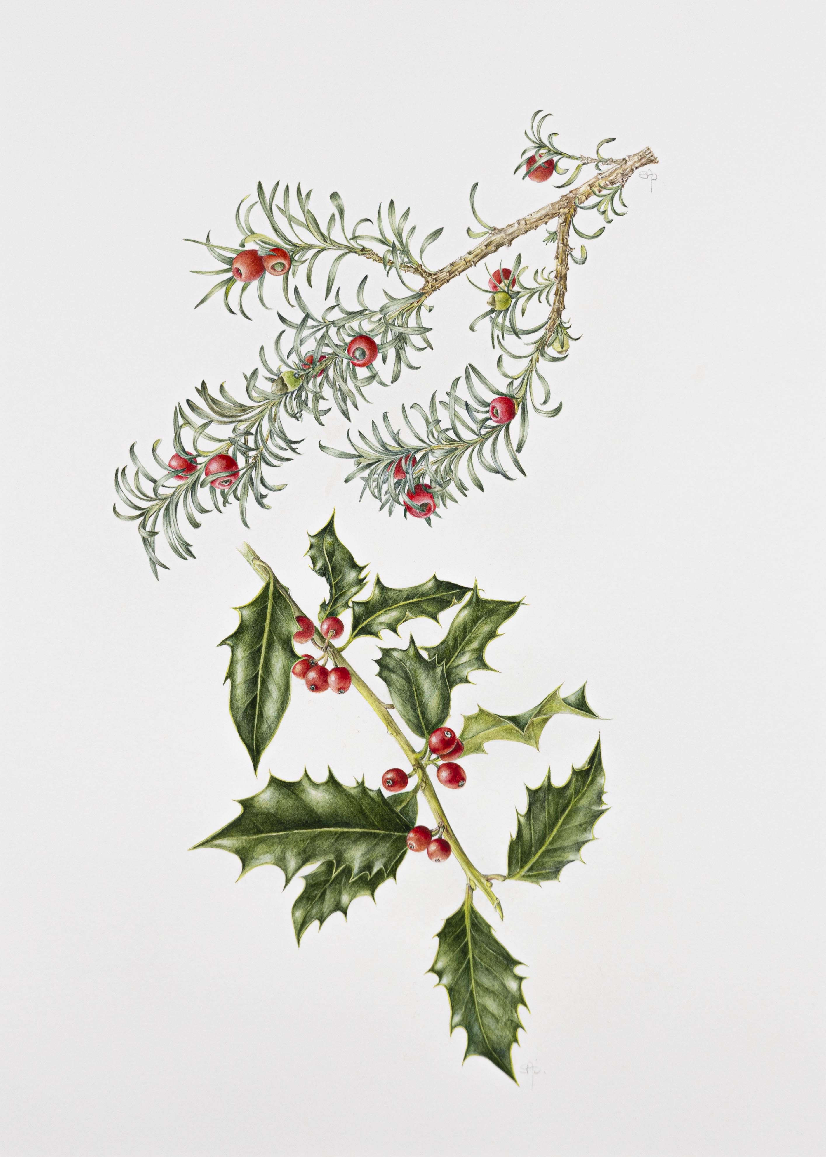 Ilex aquifolium and Taxus baccata