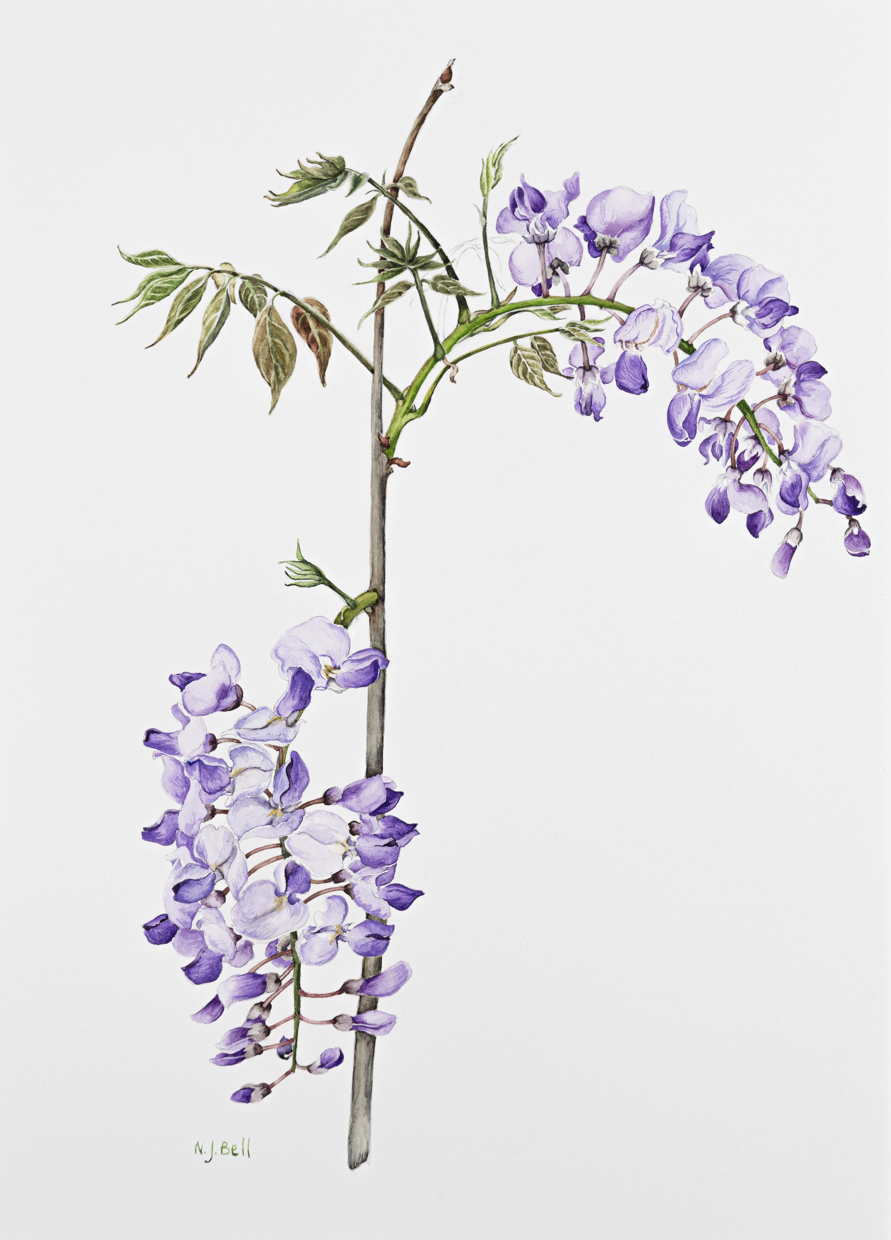 Wisteria sinensis