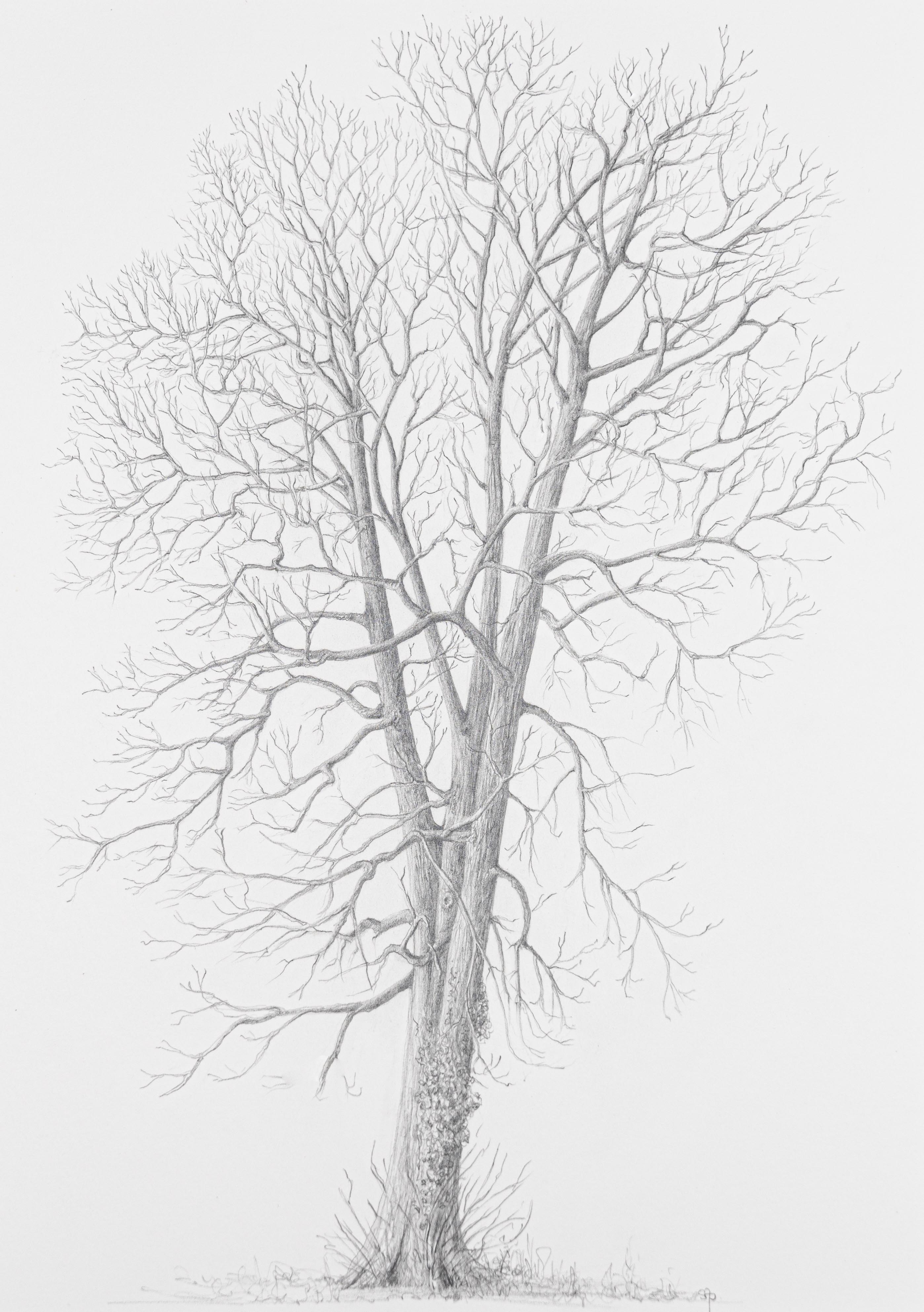 Tilia